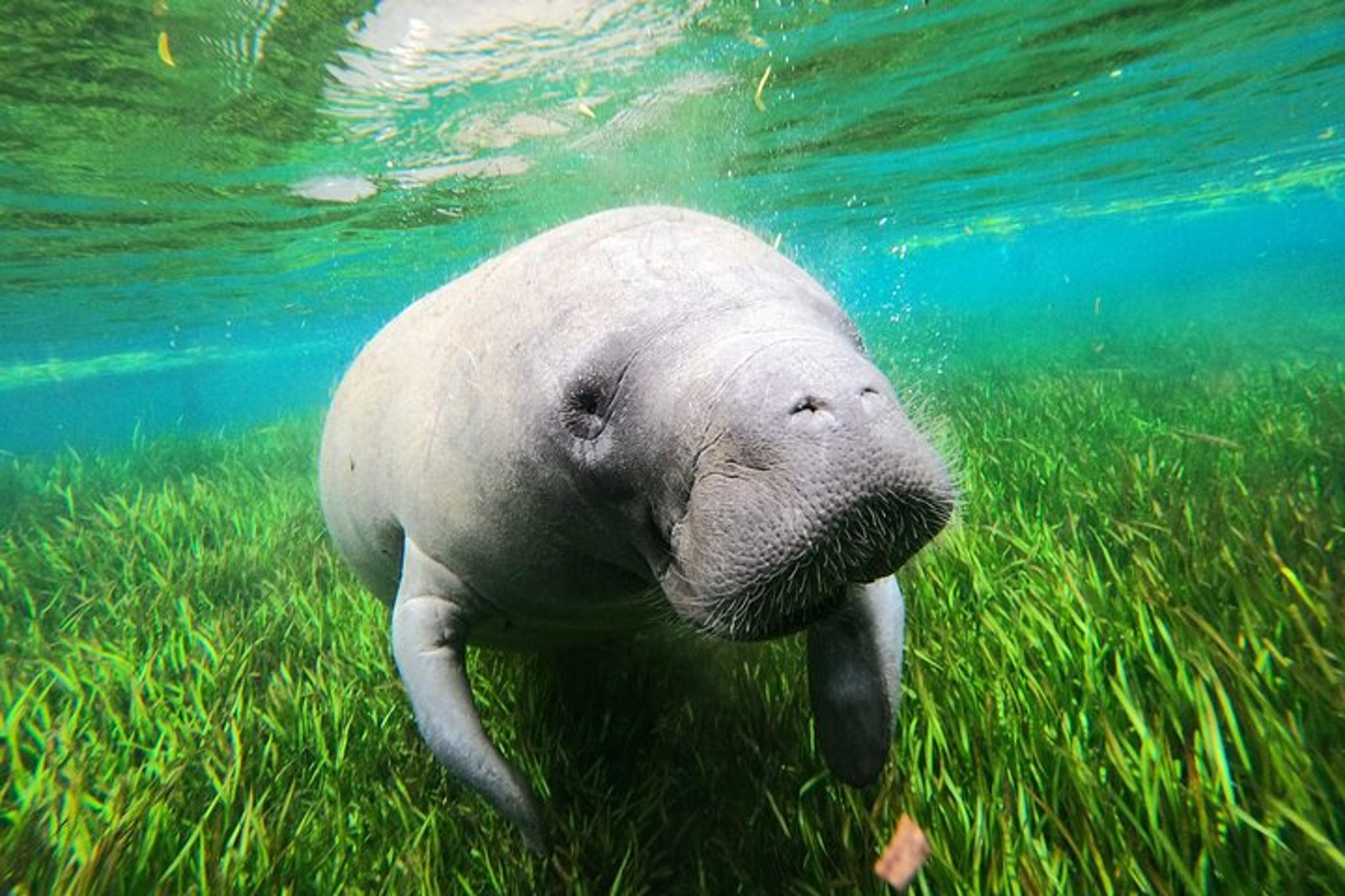 Crystal River Manatee Swim - Image 6