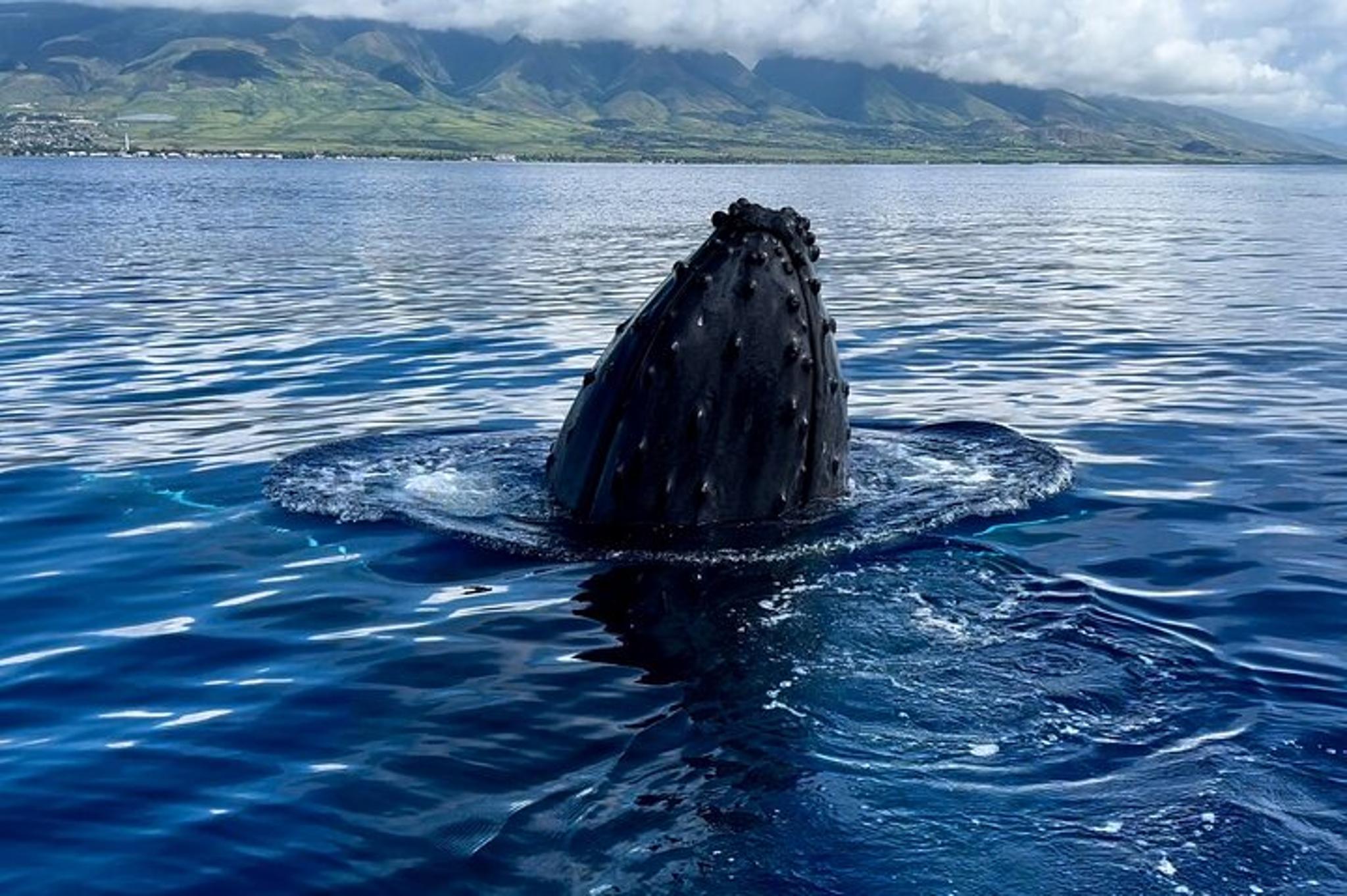 Maui Whale Watching Tour at Midday - Image 6