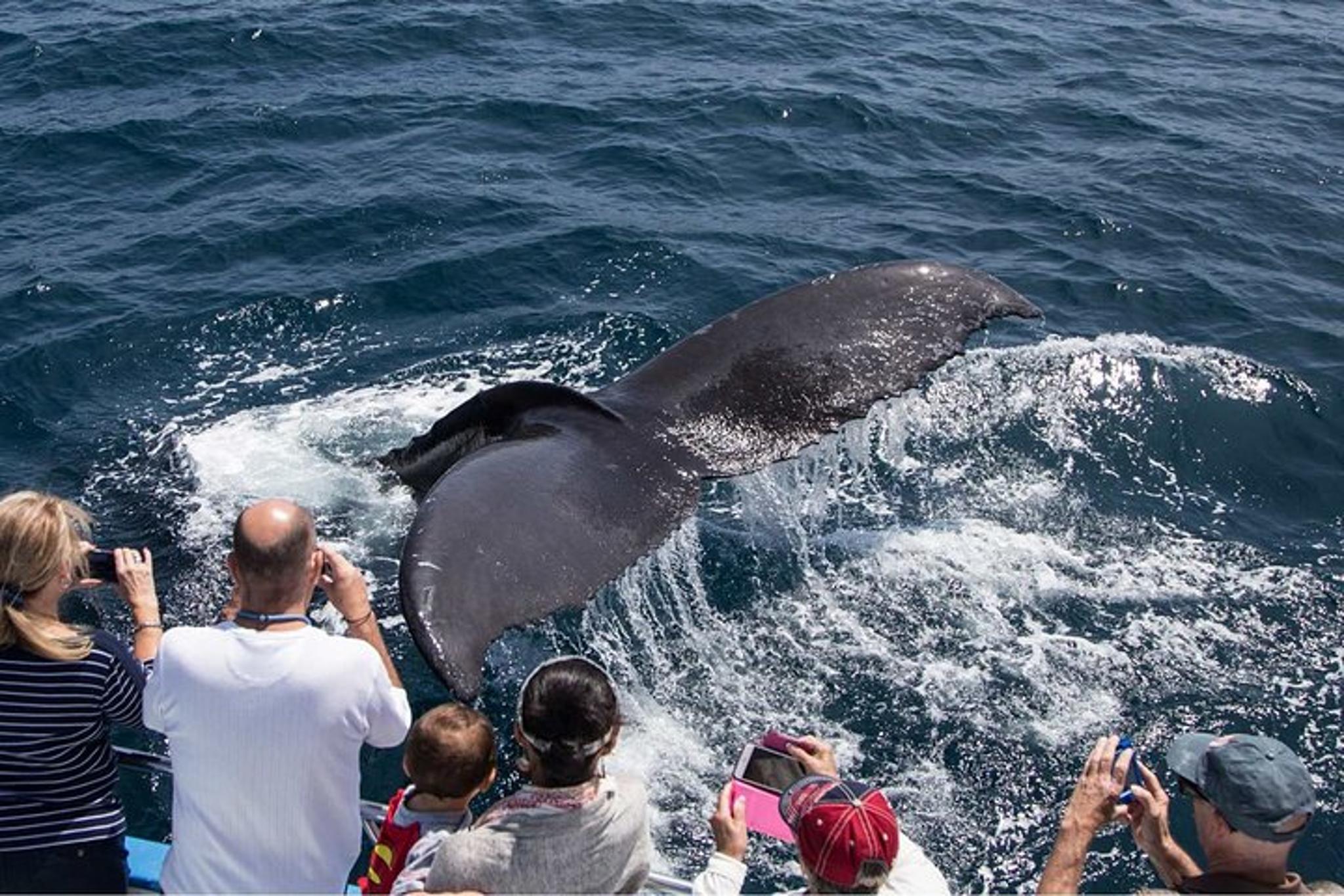 San Diego Explorer Pass - Image 4