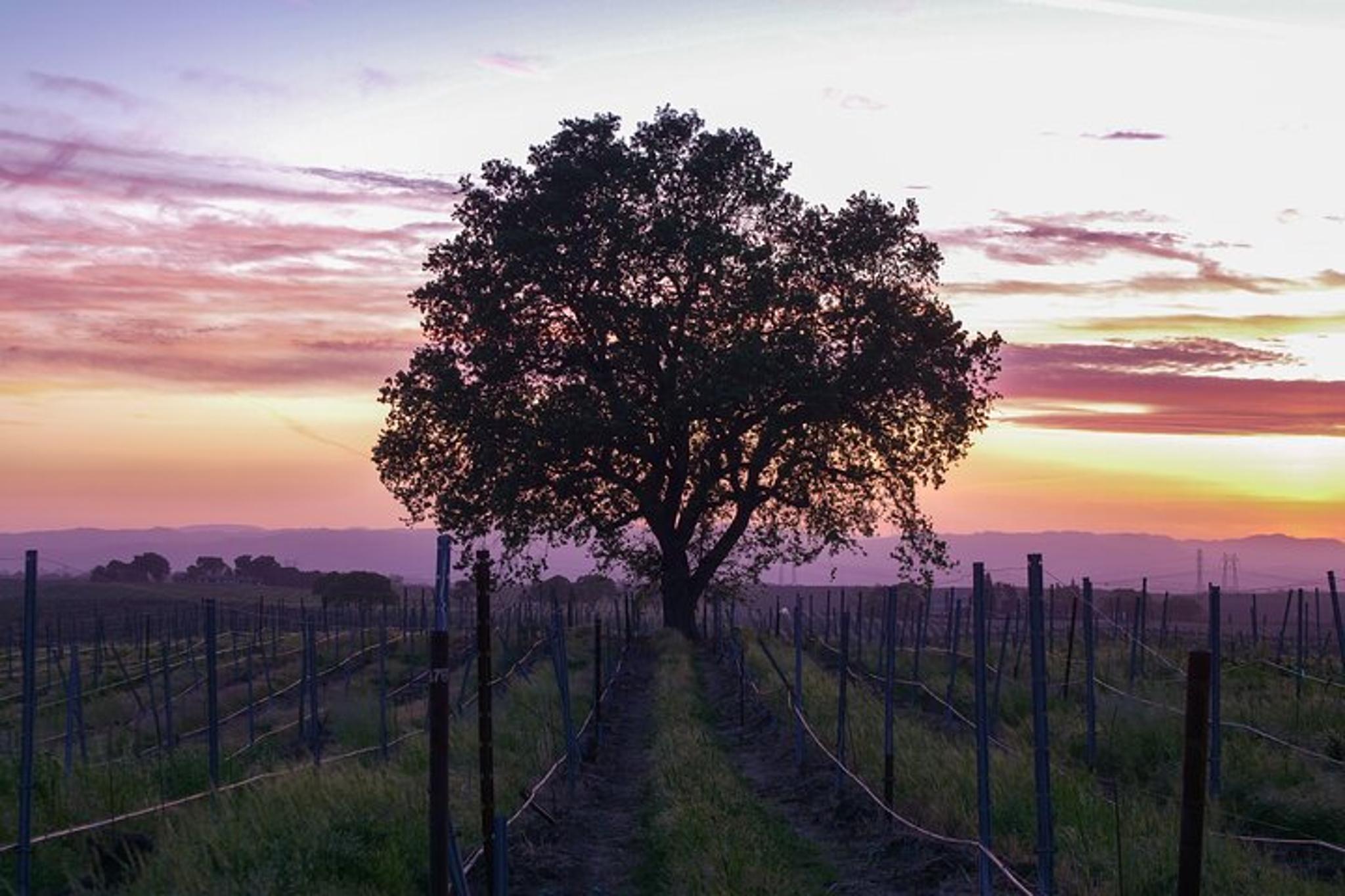 Calaveras Wine Tour Self-Guided Audio Experience