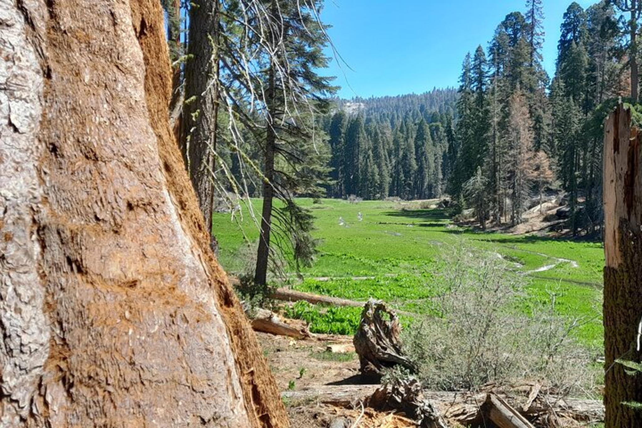 Sequoia National Park Giant Sequoia Private Tour - Image 4