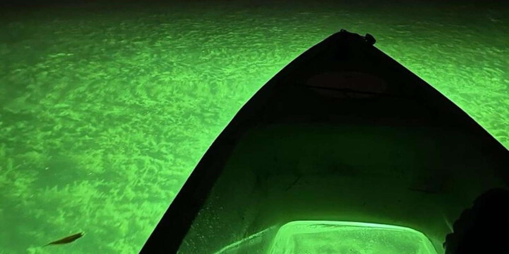 Sarasota Glass Bottom Kayak Night Tour - Image 5