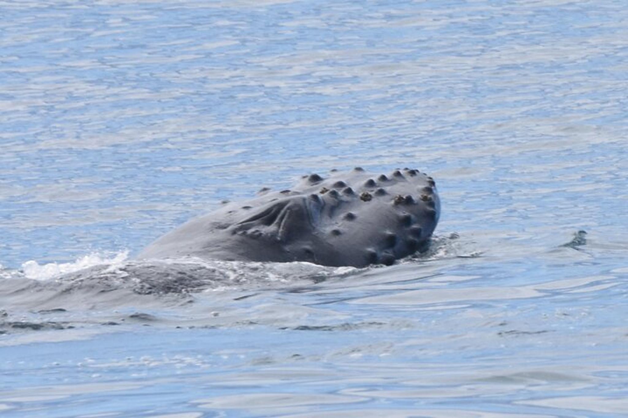 Kaua'i Whale Watching and Snorkeling Adventure - Image 6