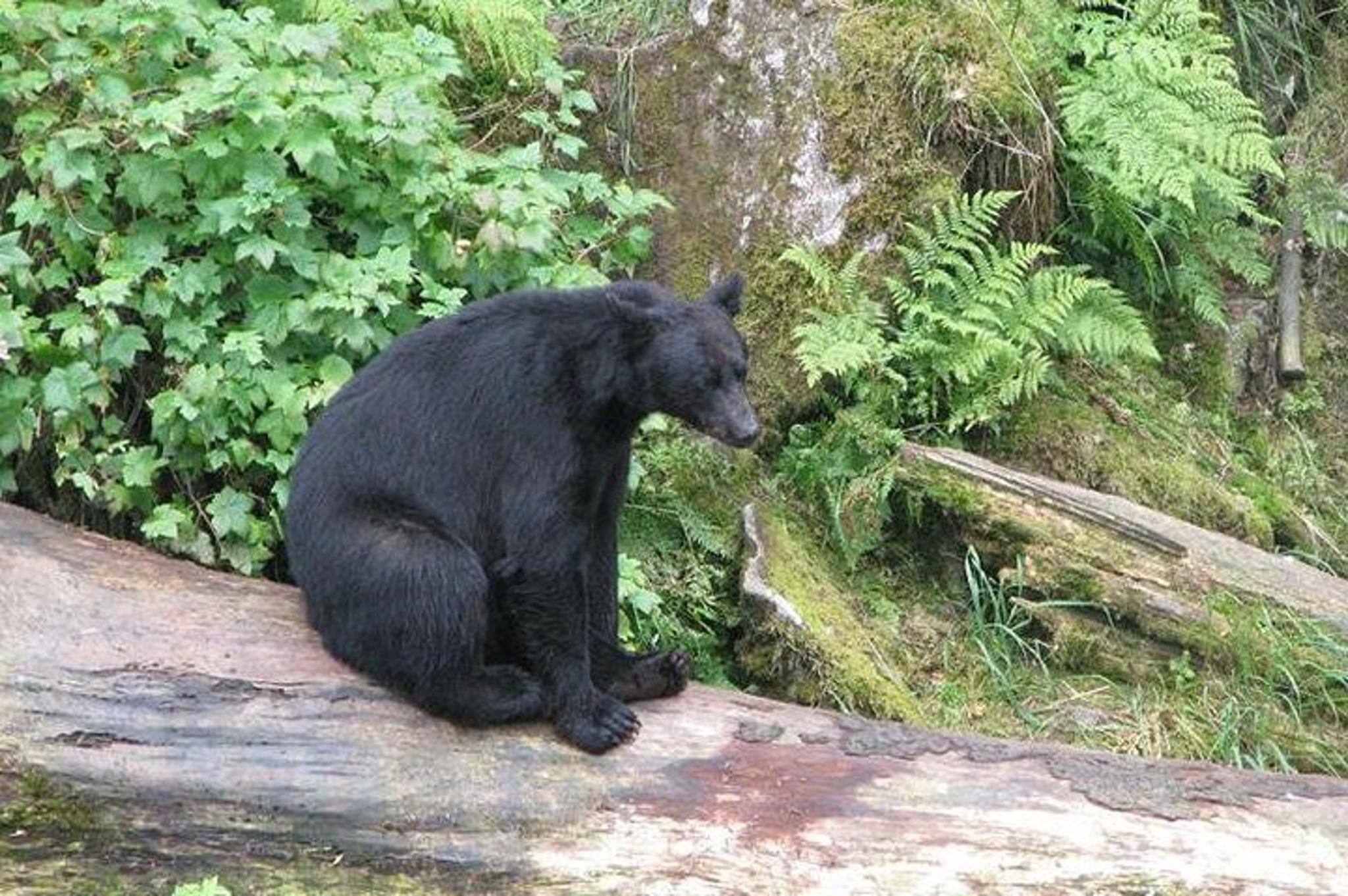 Ketchikan Bear-Viewing Air Tour - Image 2