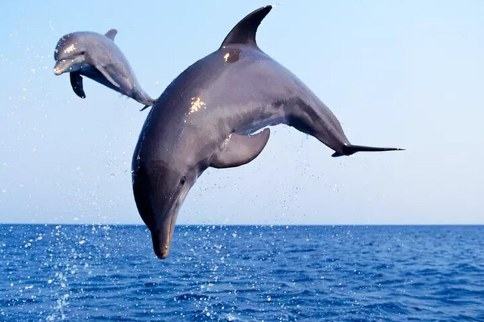 Port Aransas Dolphin Watch and Sunset Boat Tour