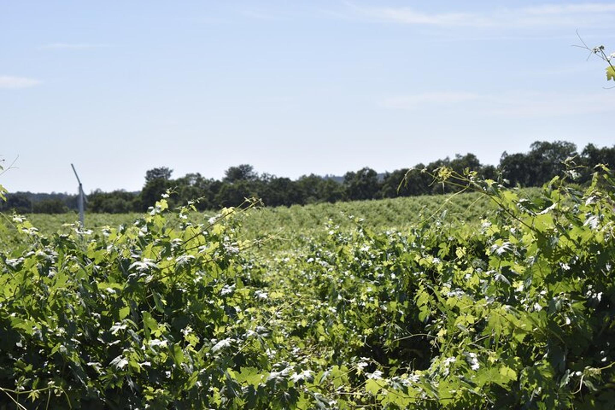 Lodi Wine Tasting Tour