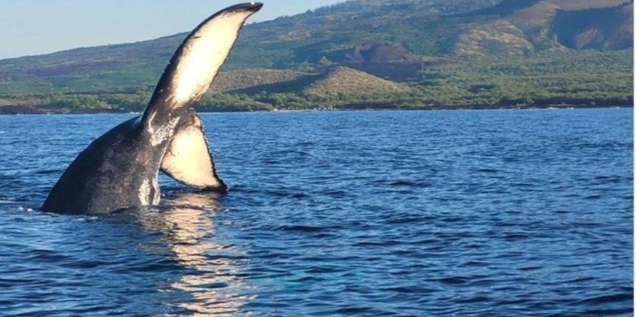 Maui Whale Watching Tour 1.5 Hours