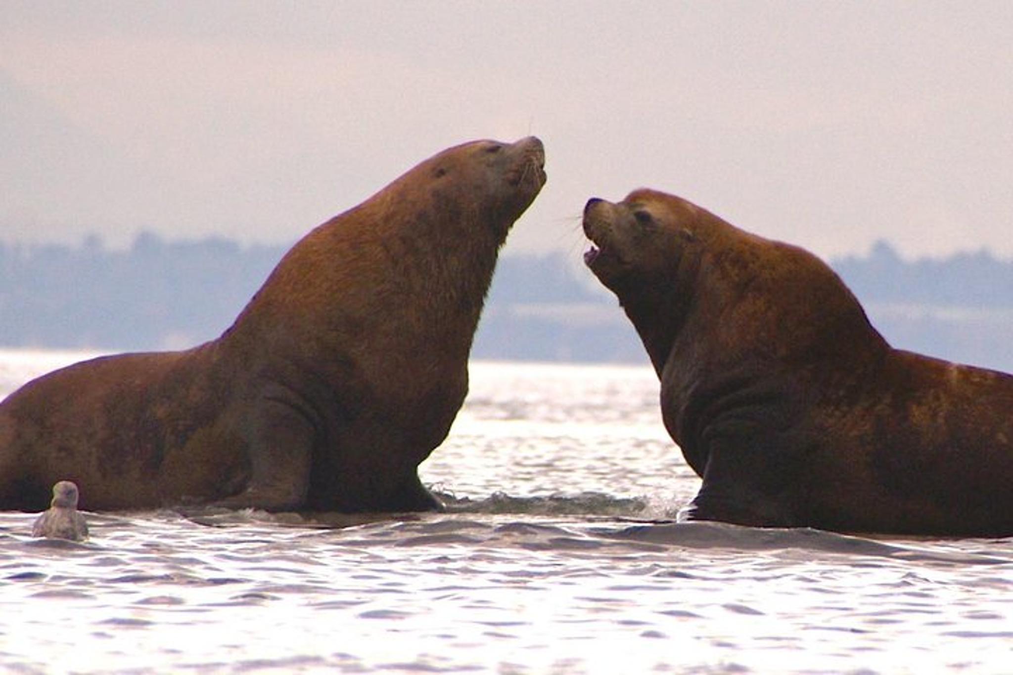 San Juan Islands Kayak Camping Trip - Image 4