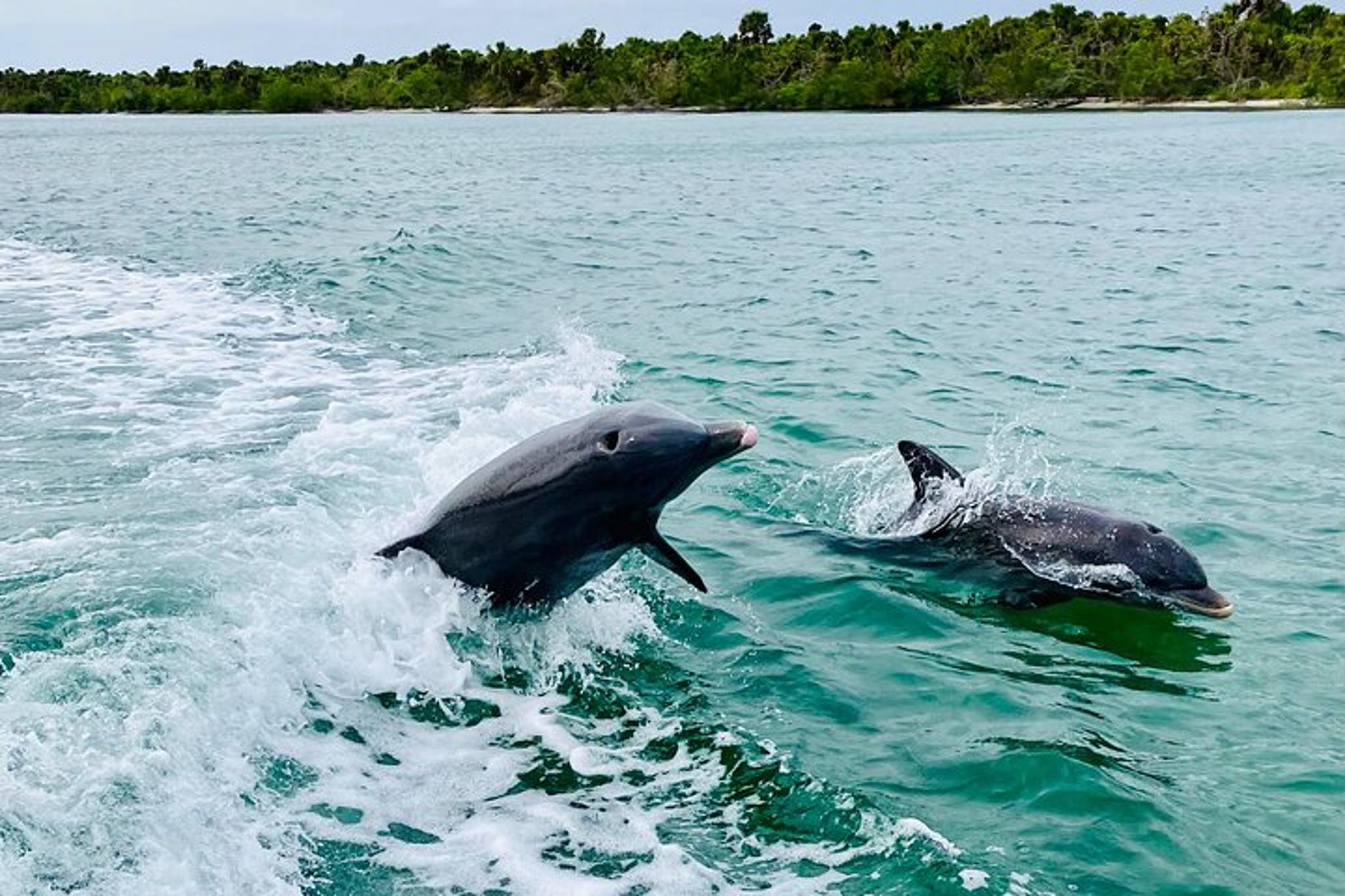 Fort Myers Beach Dolphin Tiki Cruise 90 Min - Image 5