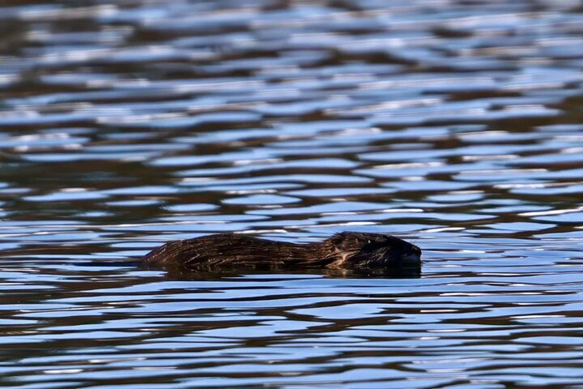 Jackson Hole Private Sunset Tour - Image 5