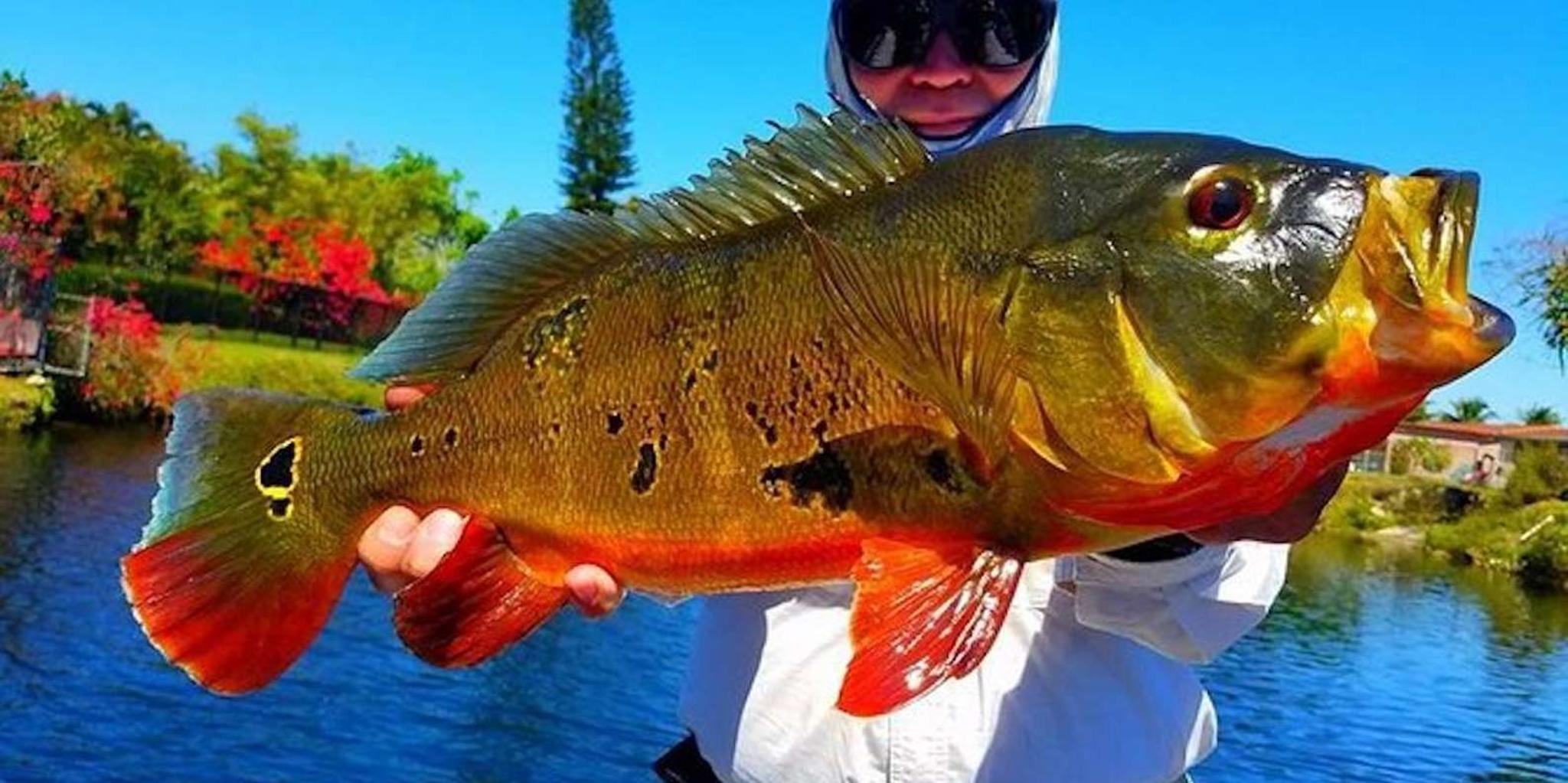 Miami Peacock Bass Fishing Tour