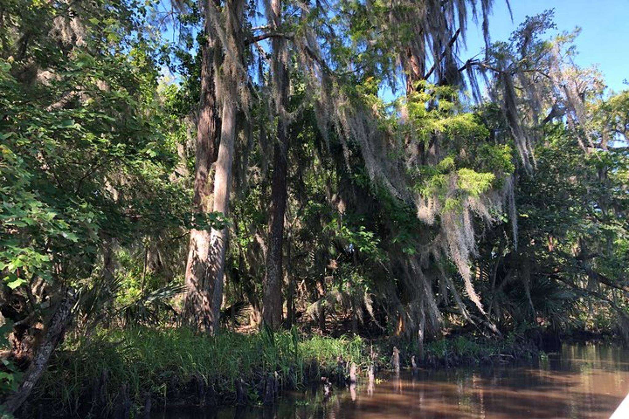 New Orleans City and Swamp Combo Tour - Image 3