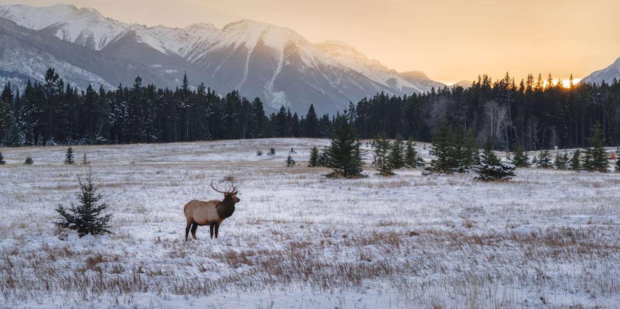 Denver Rocky Mountain National Park Tour - Image 4
