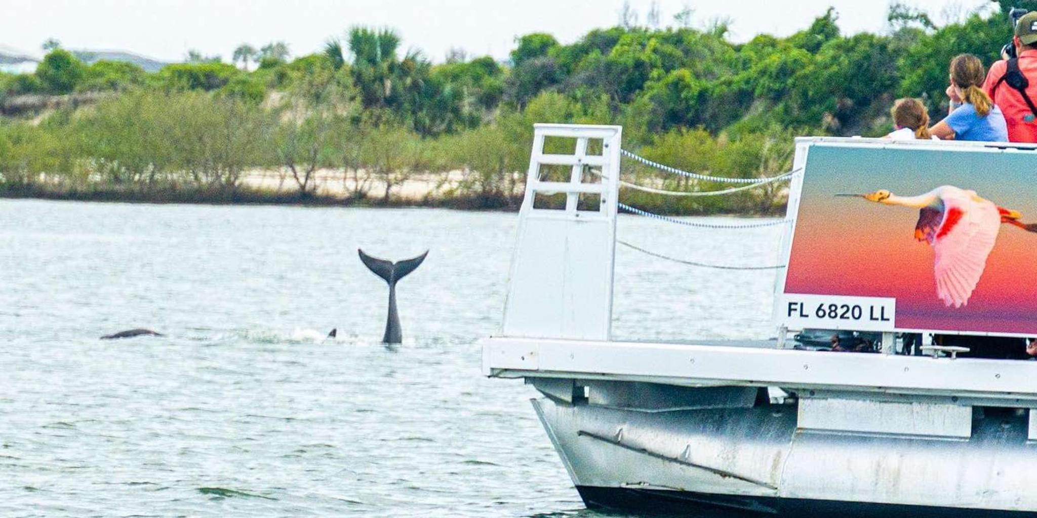 St. Augustine Dolphin & Wildlife Eco Adventure - Image 1