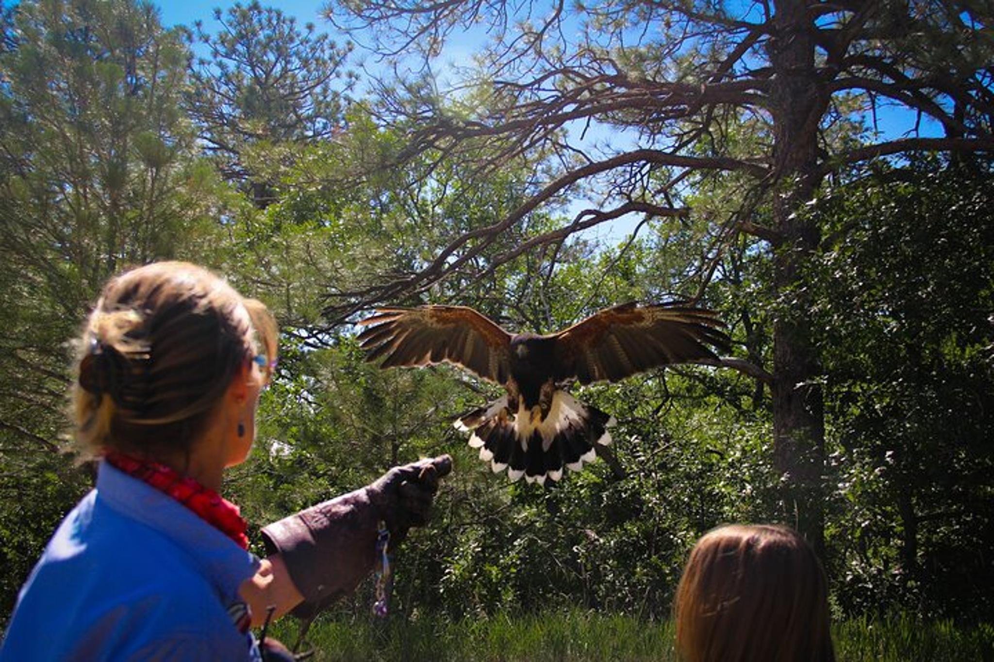 Colorado Springs Falconry Class and Demonstration - Image 3