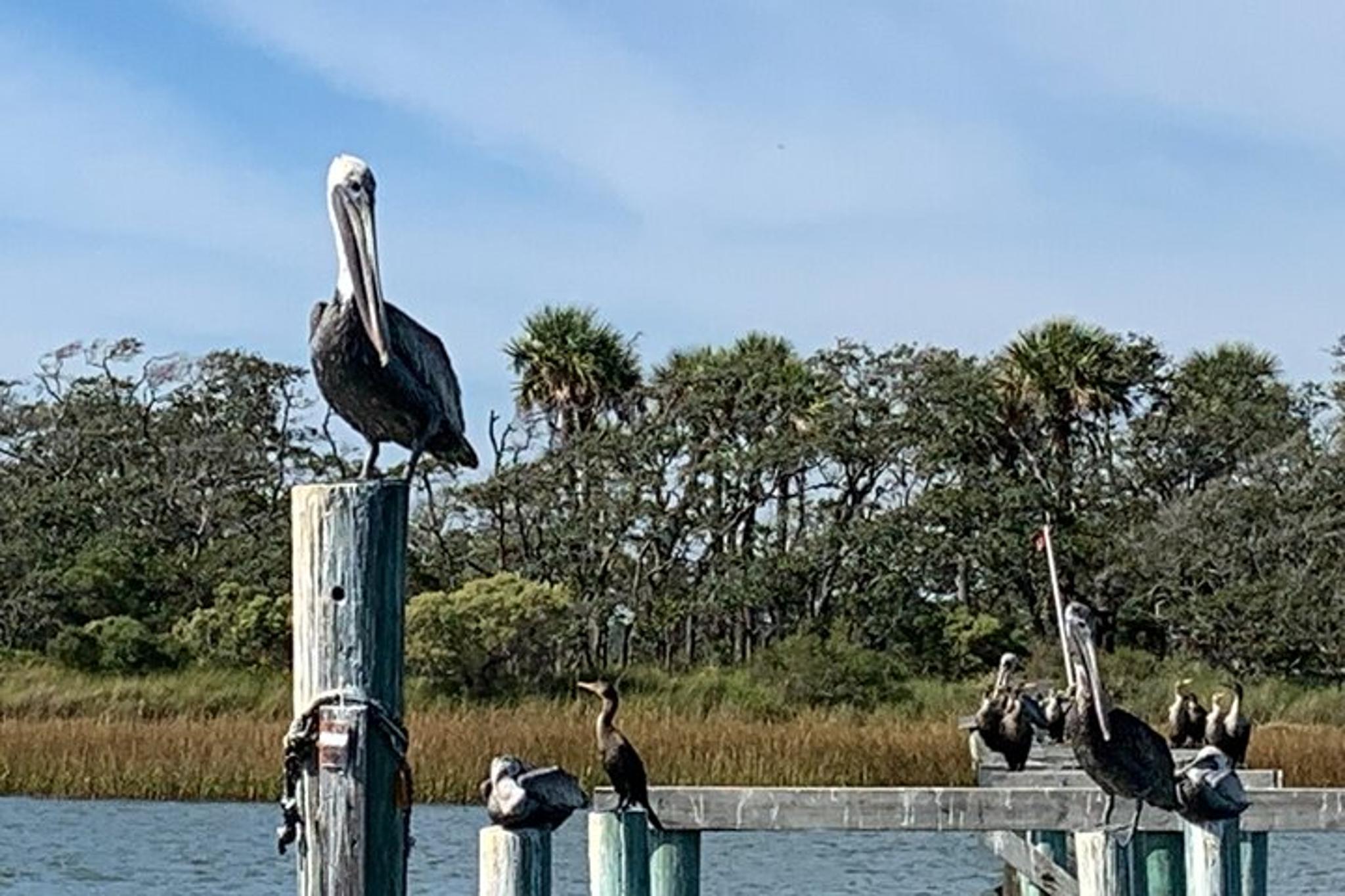 Charleston Dolphin and Eco Boat Tour - Image 4