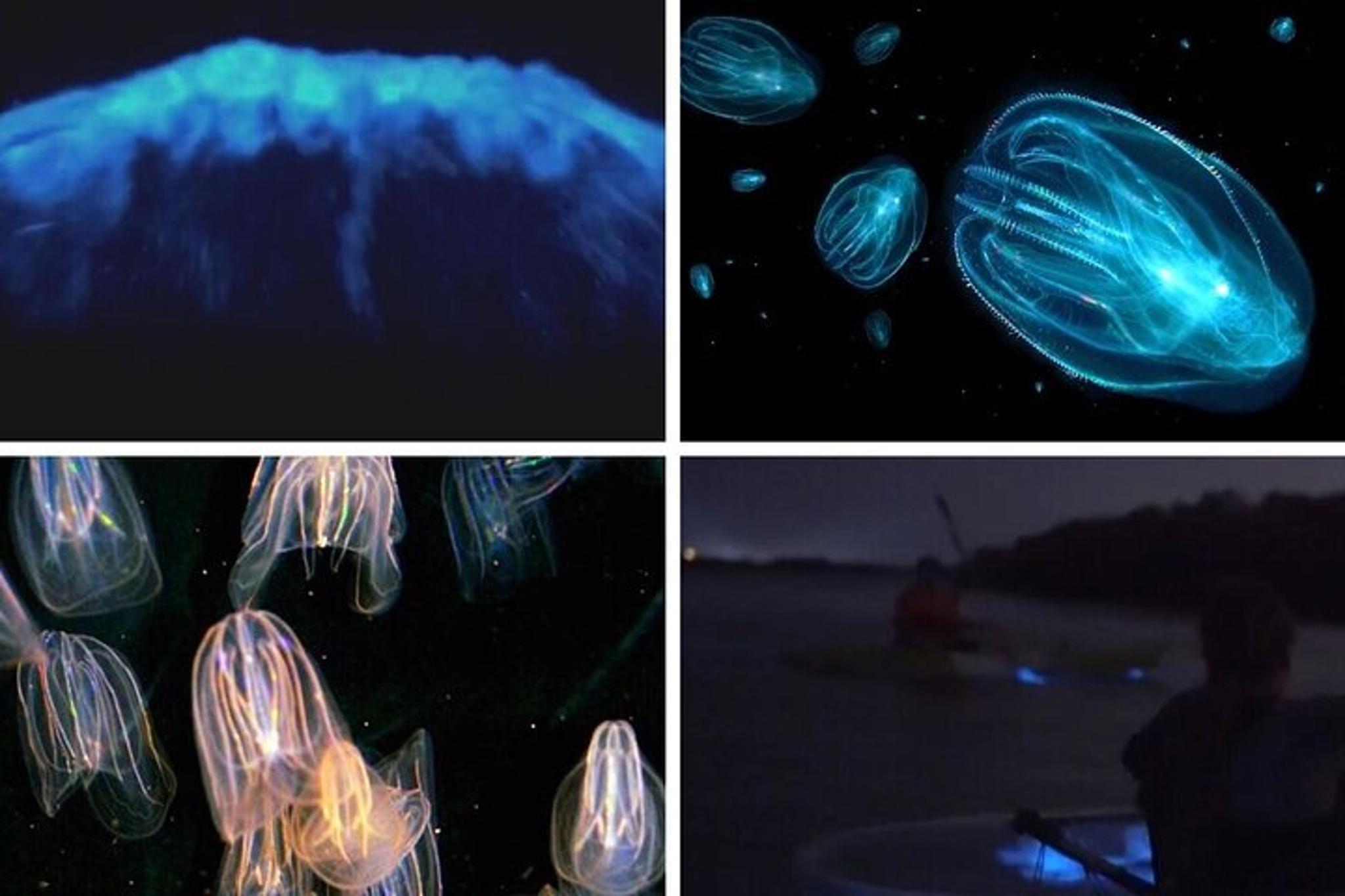 Merritt Island Bioluminescence Kayak Tour - Image 6