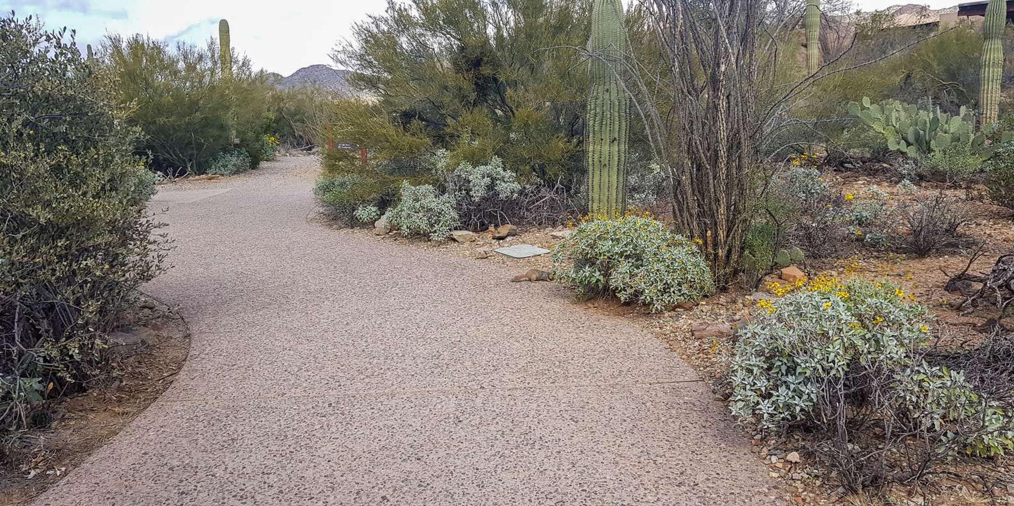 Tucson Sonoran Desert Tour with Museum Ticket - Image 3