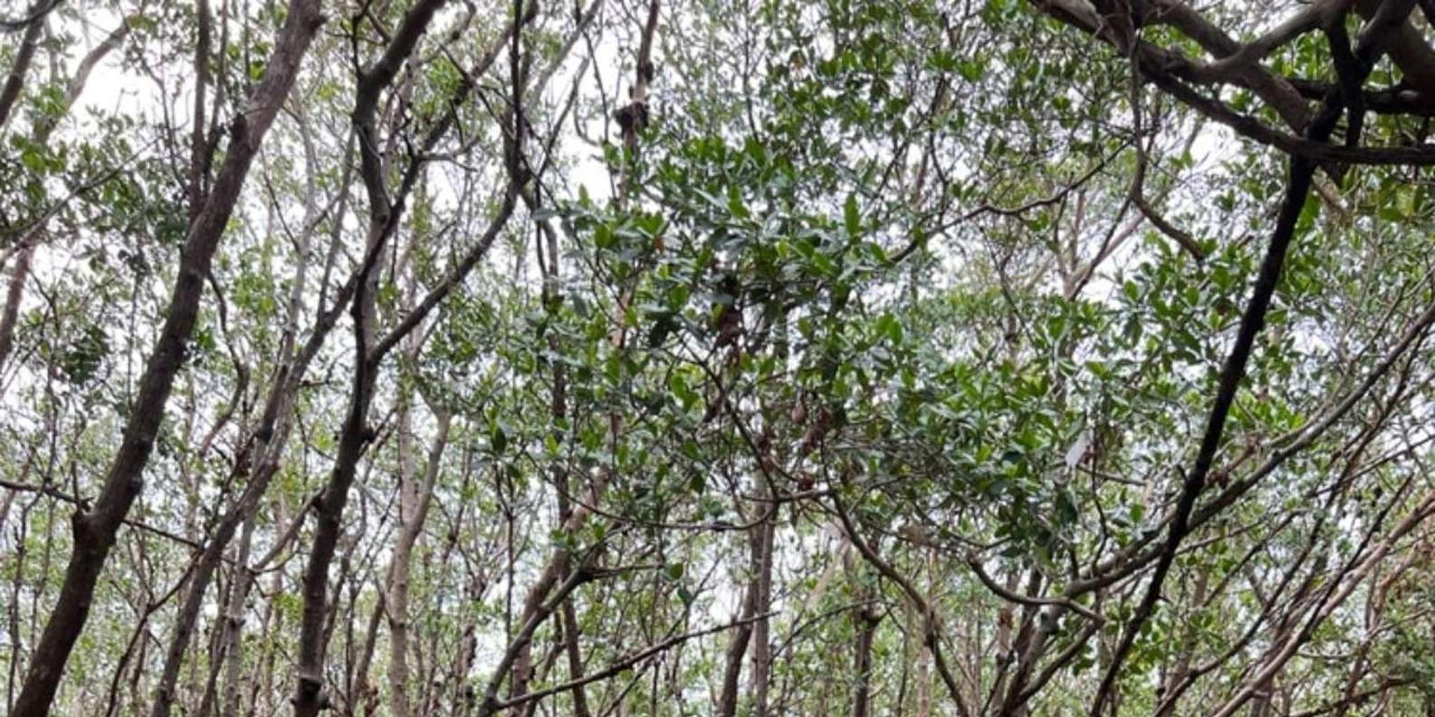 Naples Clear Kayak Eco Tour - Image 4
