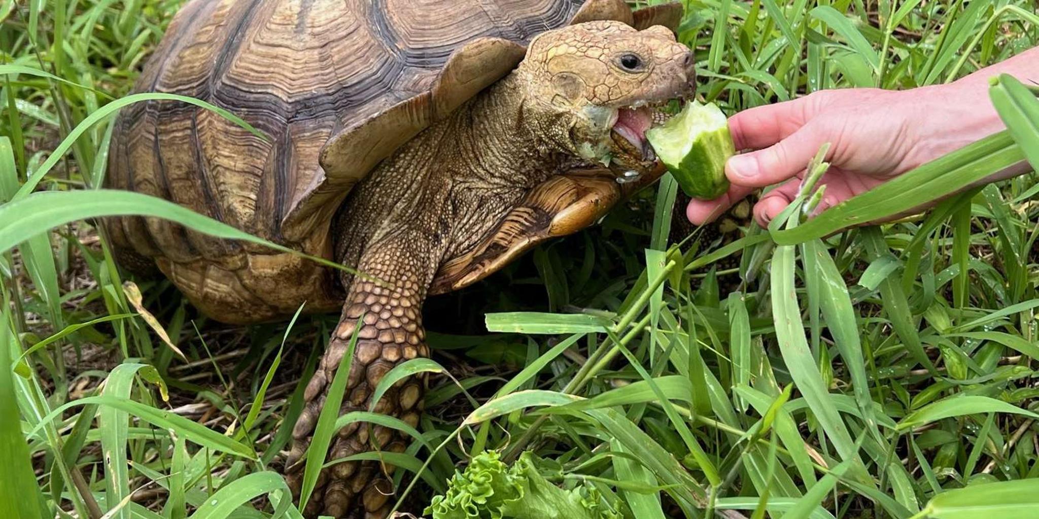Pahoa Ranch Tour with Animal Interactions - Image 6
