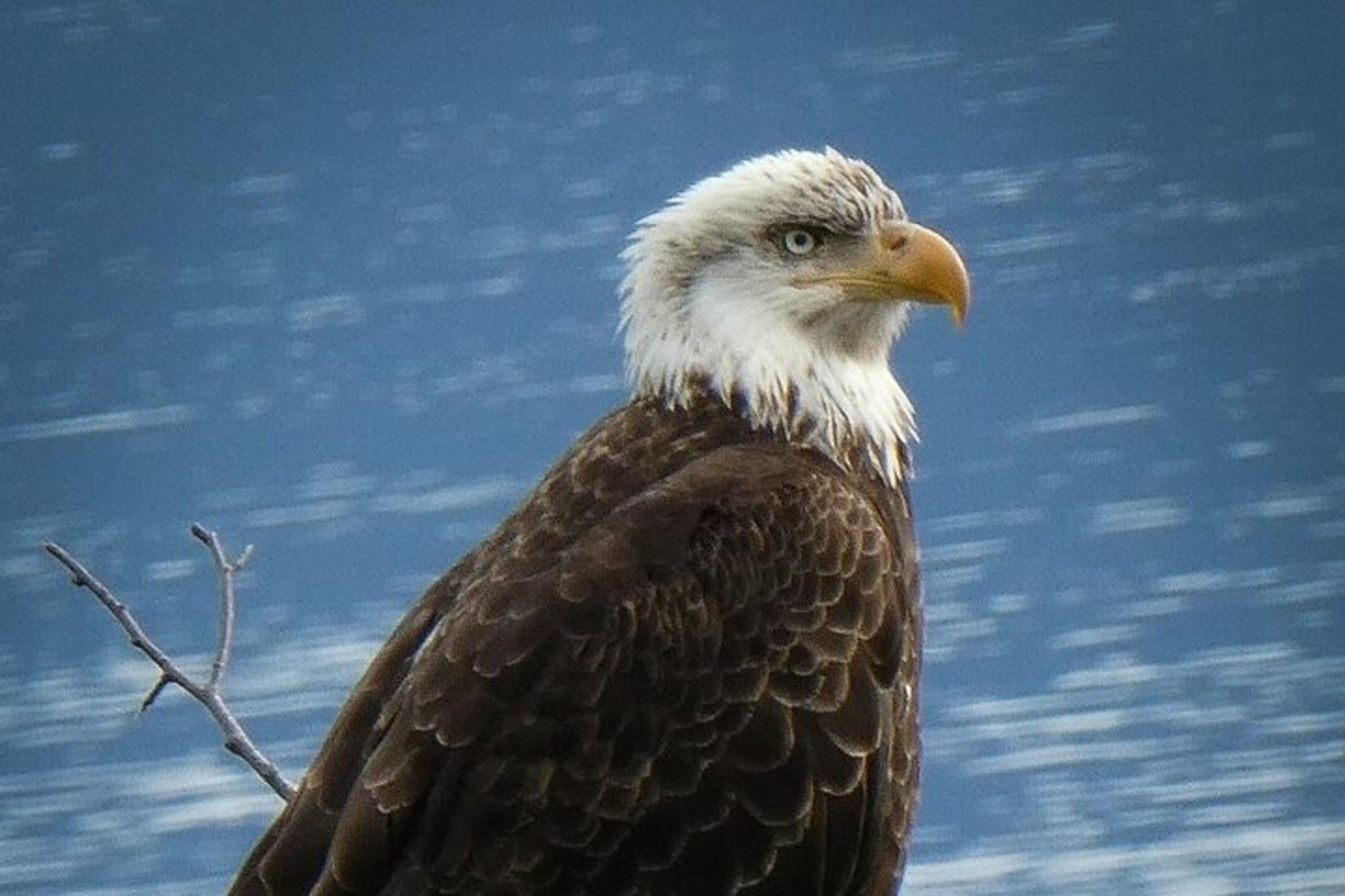 Chilkoot Lake Nature and Wildlife Tour - Image 4