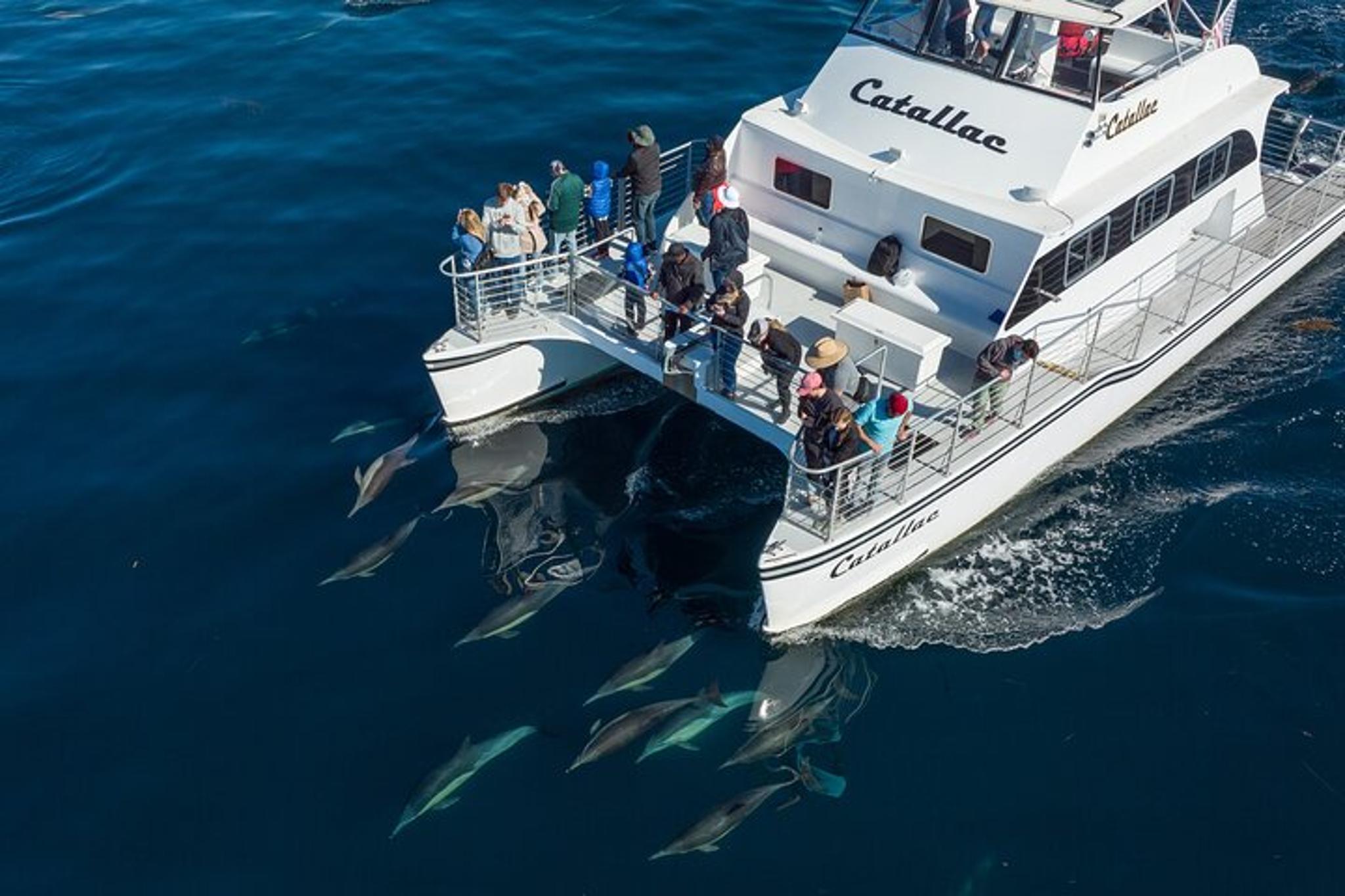 Newport Beach Whale Watching Tour - Image 4