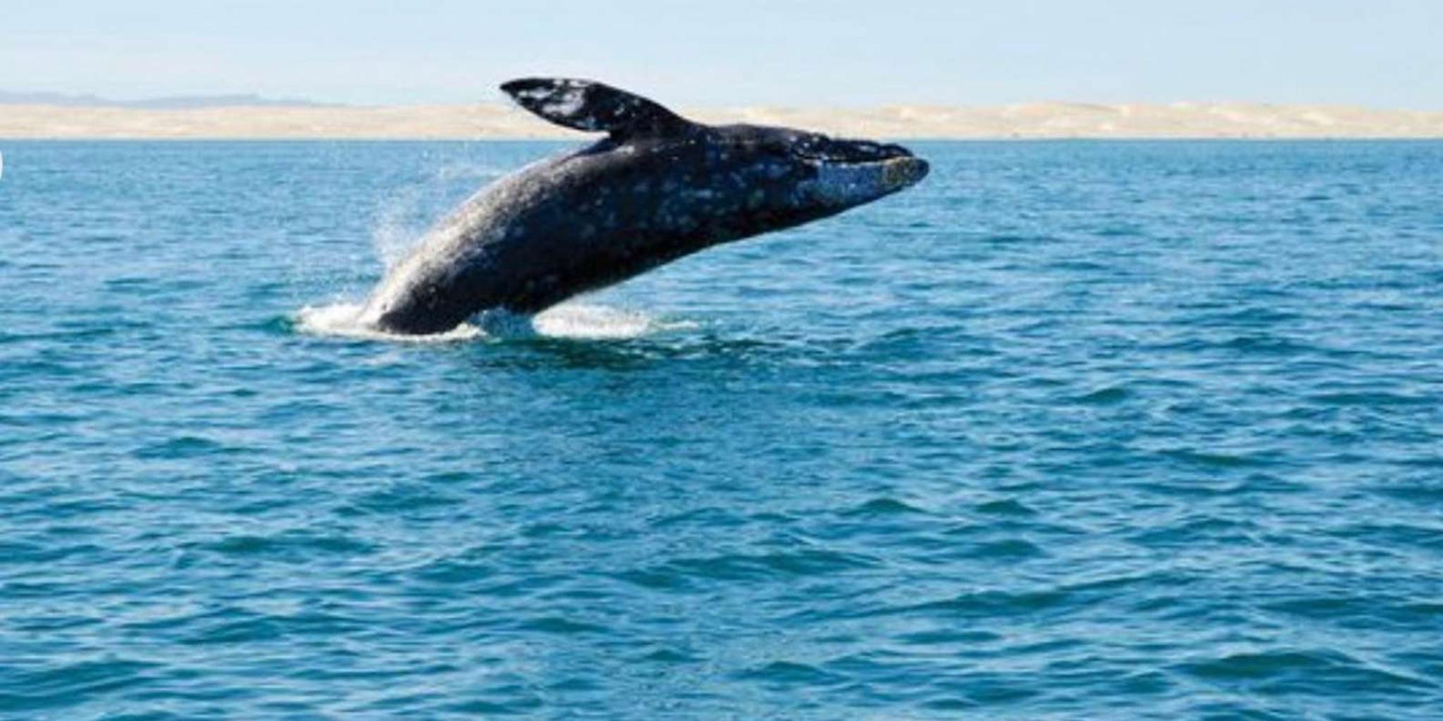 San Diego Whale and Dolphin Watching Cruise