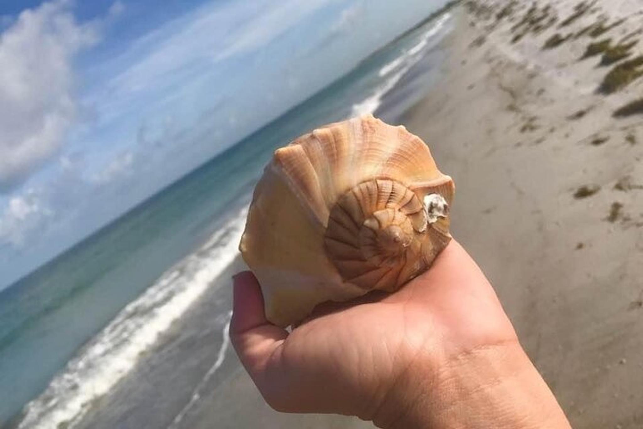 St. Petersburg Shell Key Island Adventure 2.5 Hr - Image 3