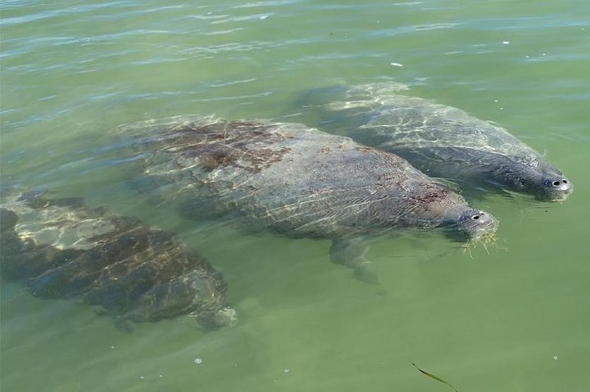 Key Largo Mangrove Kayak Rental