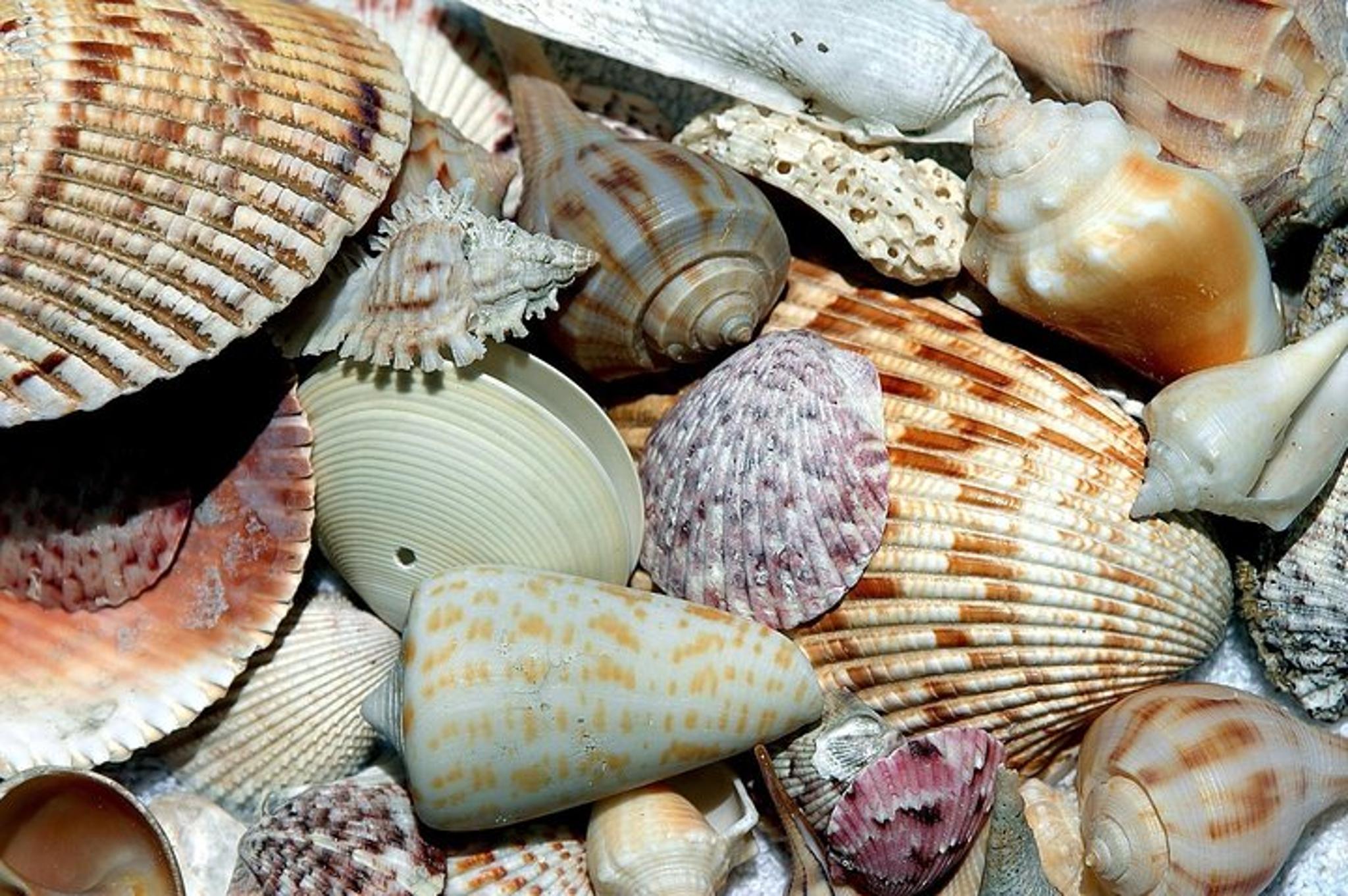Cayo Costa Shelling and Lunch at Cabbage Key
