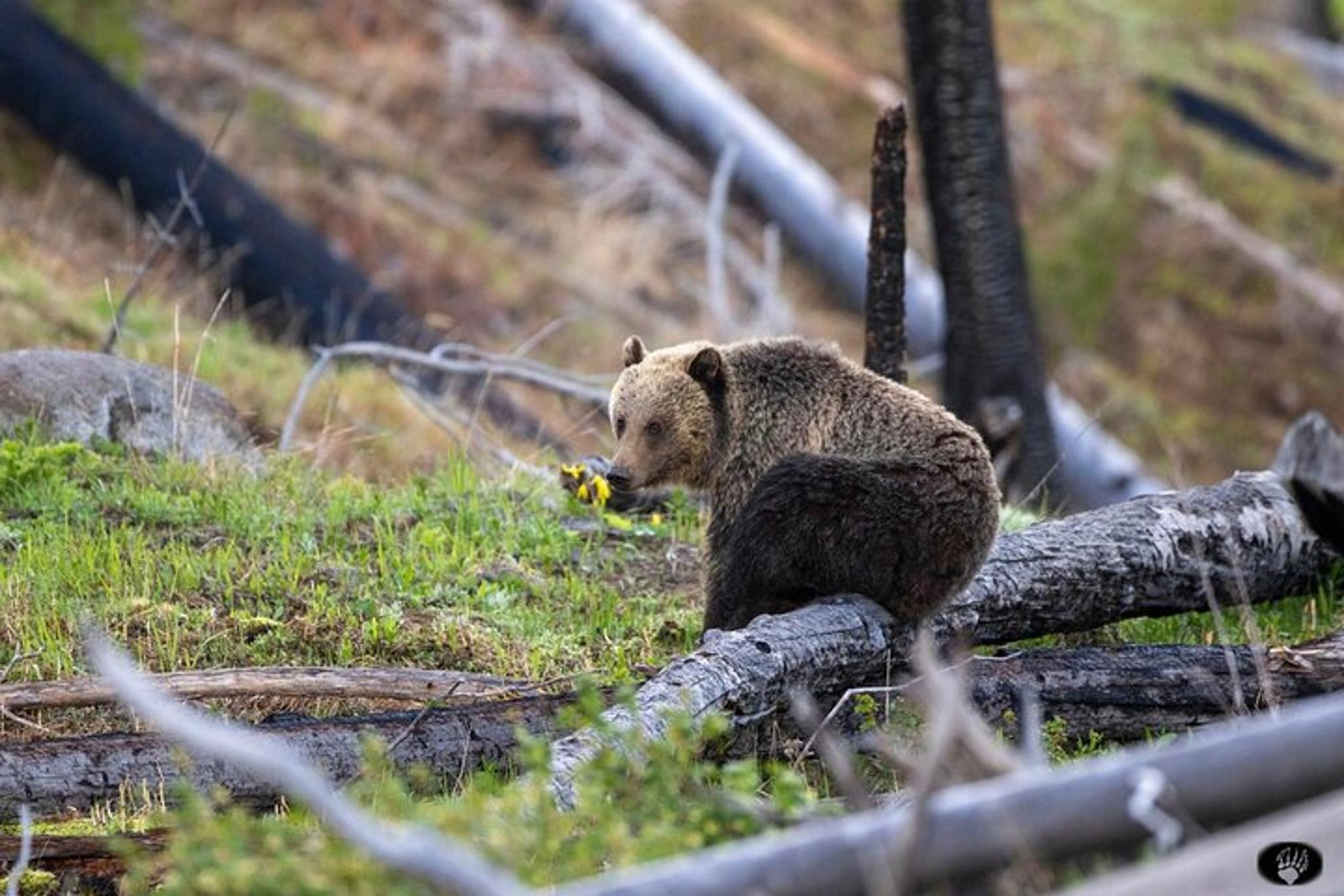 Cody Yellowstone Hot Spots Lower Loop Tour - Image 3