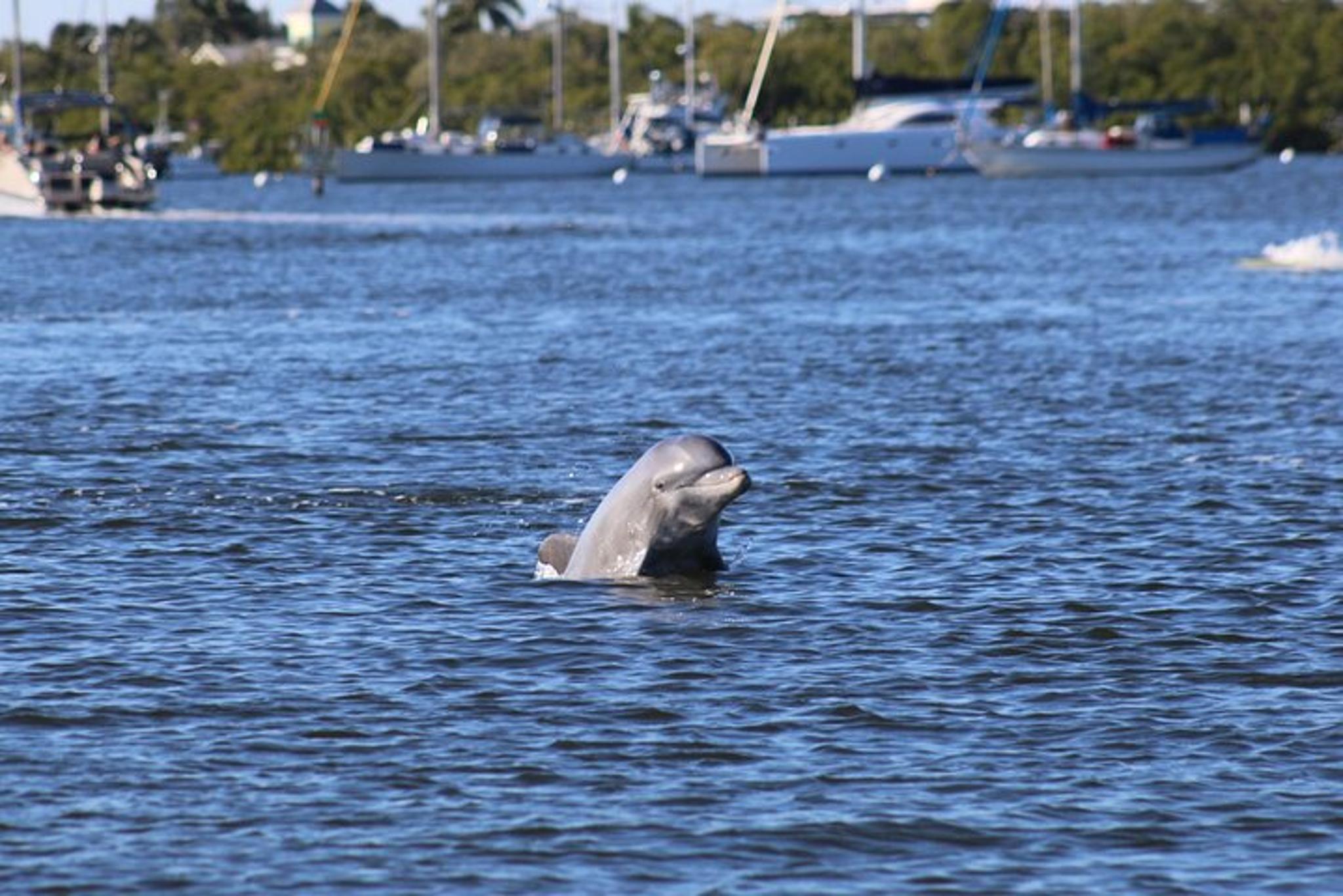 Fort Myers Beach Dolphin & Sightseeing Tour - Image 3