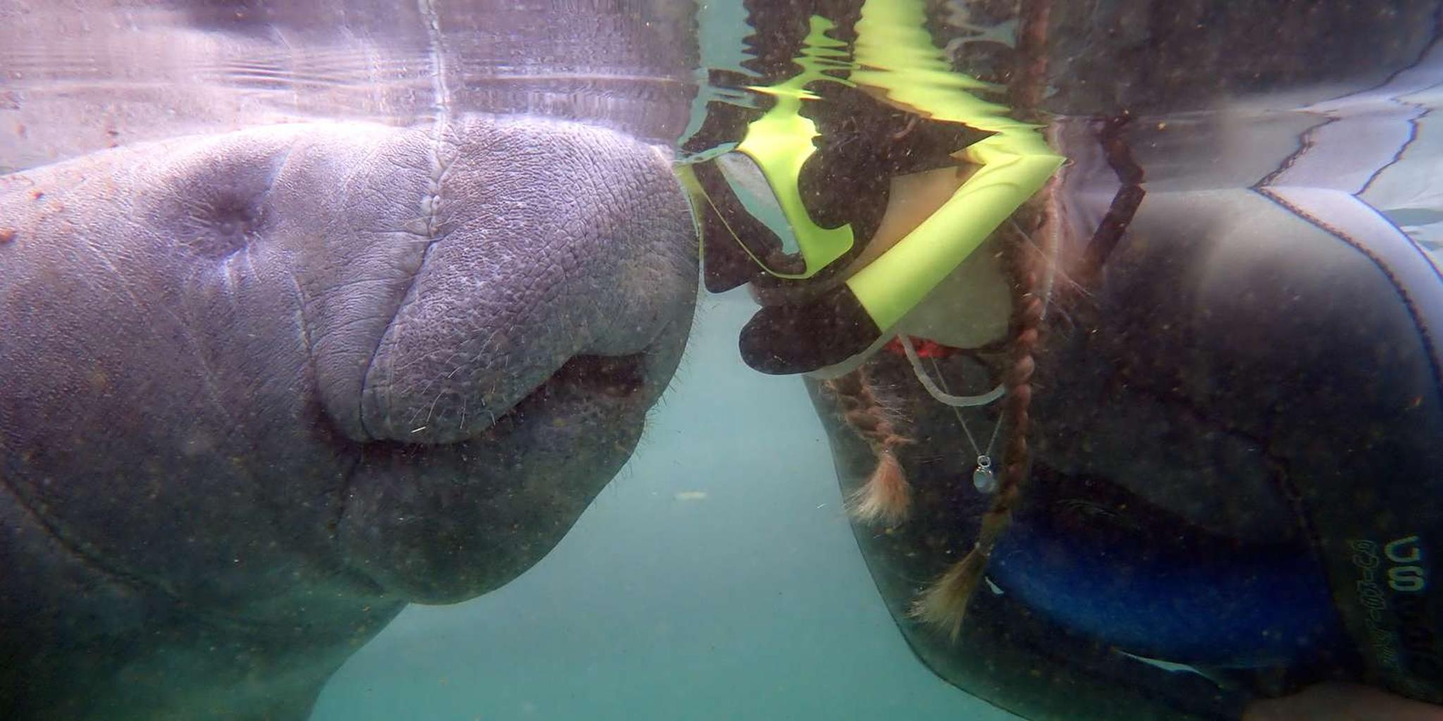 Crystal River Manatee Snorkel Tour with Photographer - Image 6