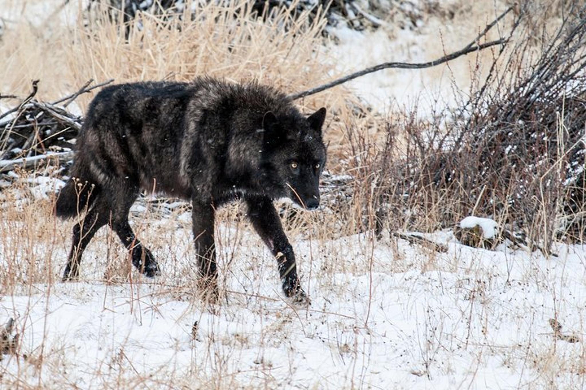 Gardiner Wildlife & Wolf Private Tour with Lunch