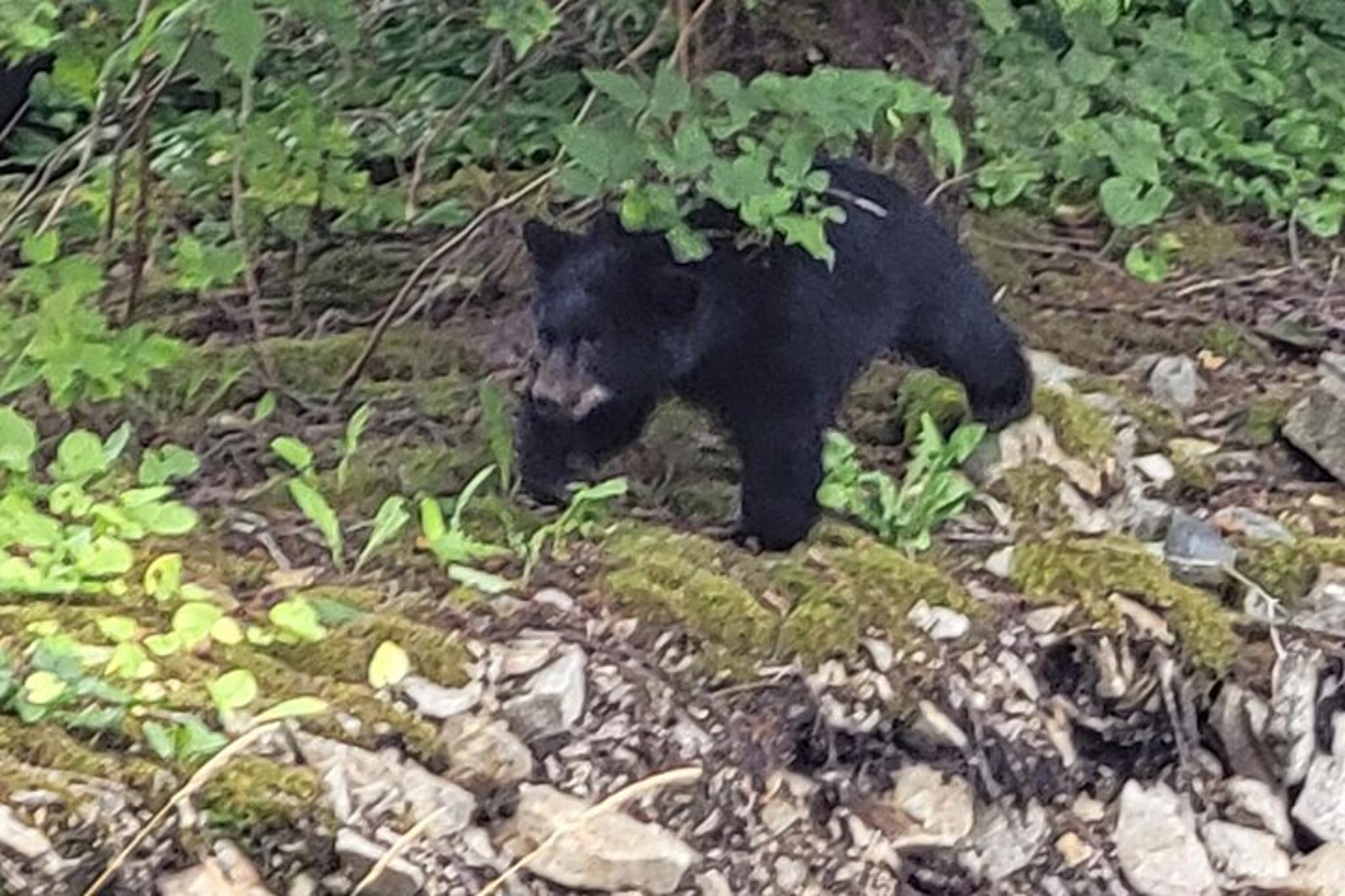Ketchikan Wildlife and Waterfall Tour 90 Min - Image 1