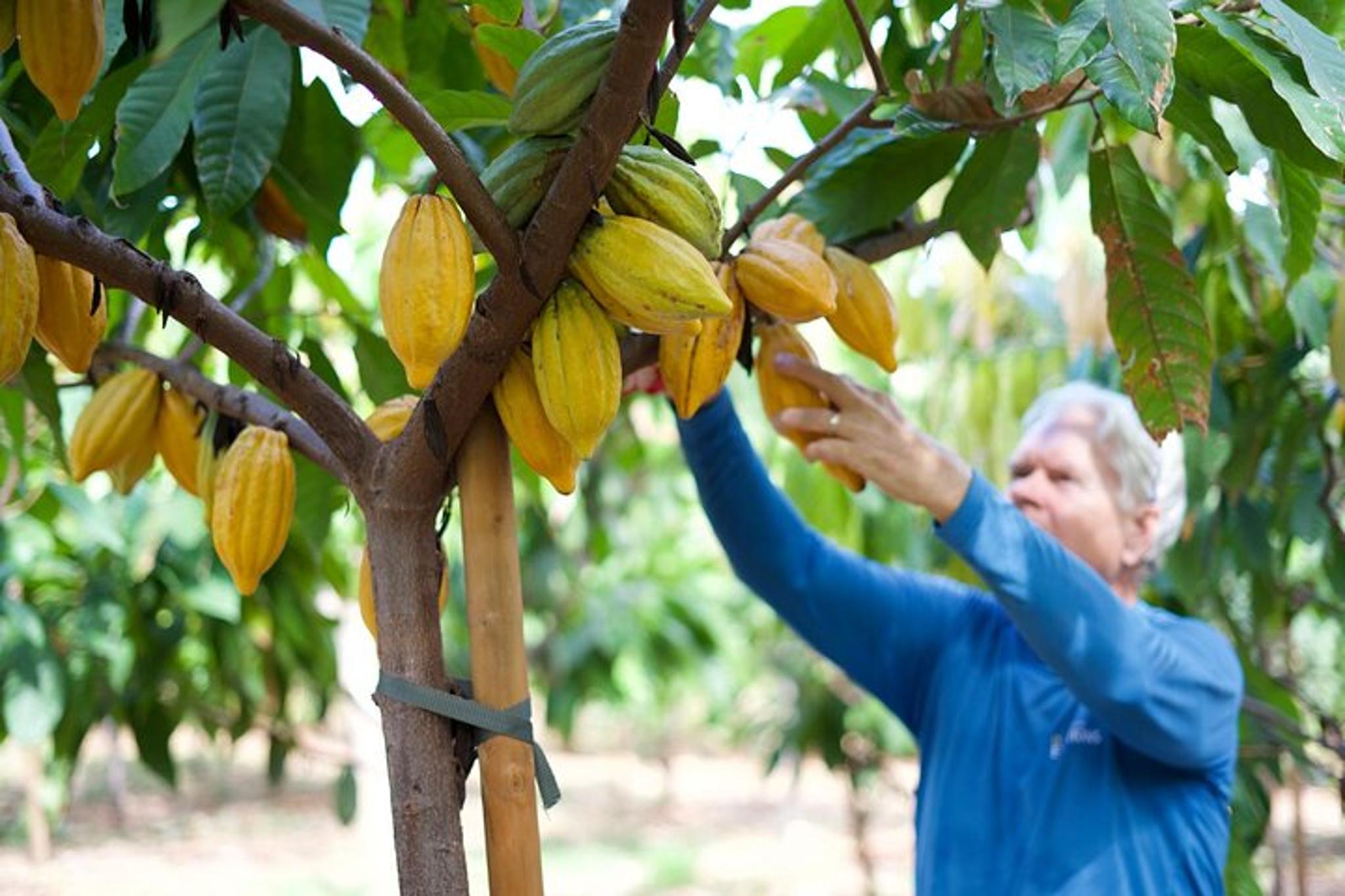 Lahaina Maui Ku'ia Estate Cacao Farm Tour and Tasting - Image 5