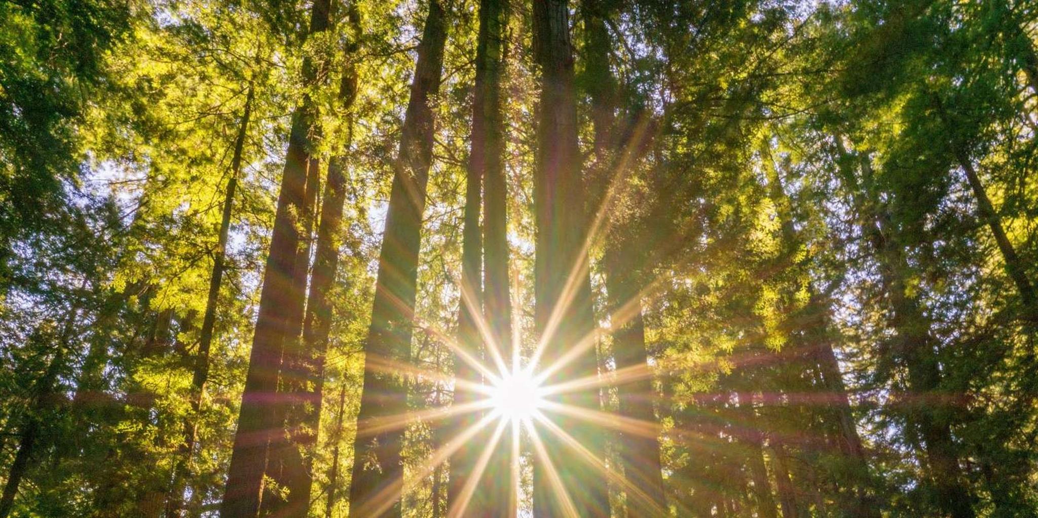 San Francisco Muir Woods and Sausalito Tour - Image 5