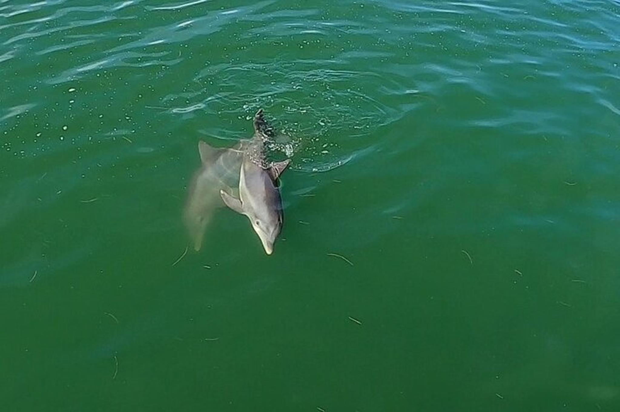 St. Pete Beach Dolphin Tour - Image 5