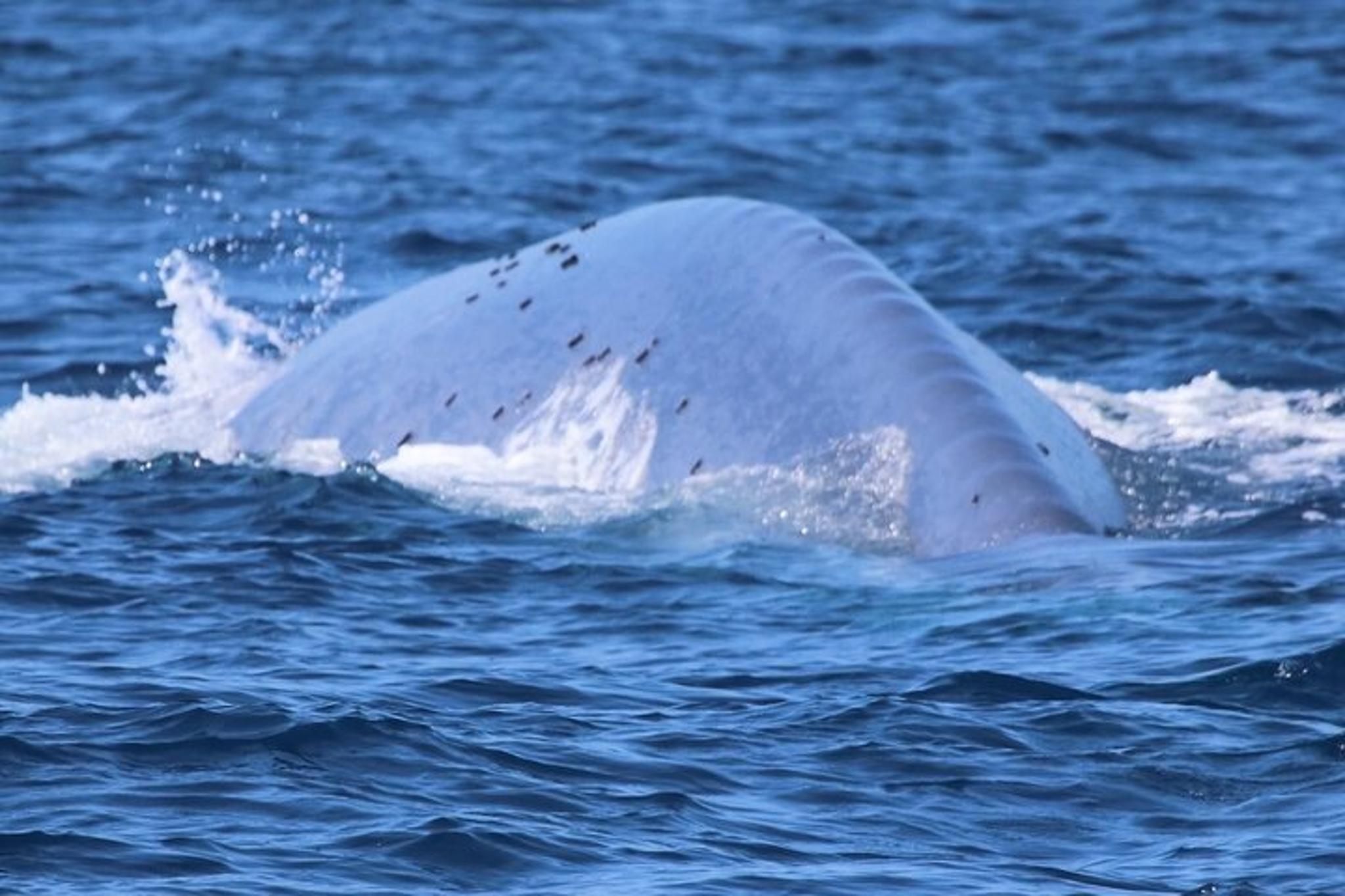 Oceanside Whale Watching Tour 2.5 hr - Image 3