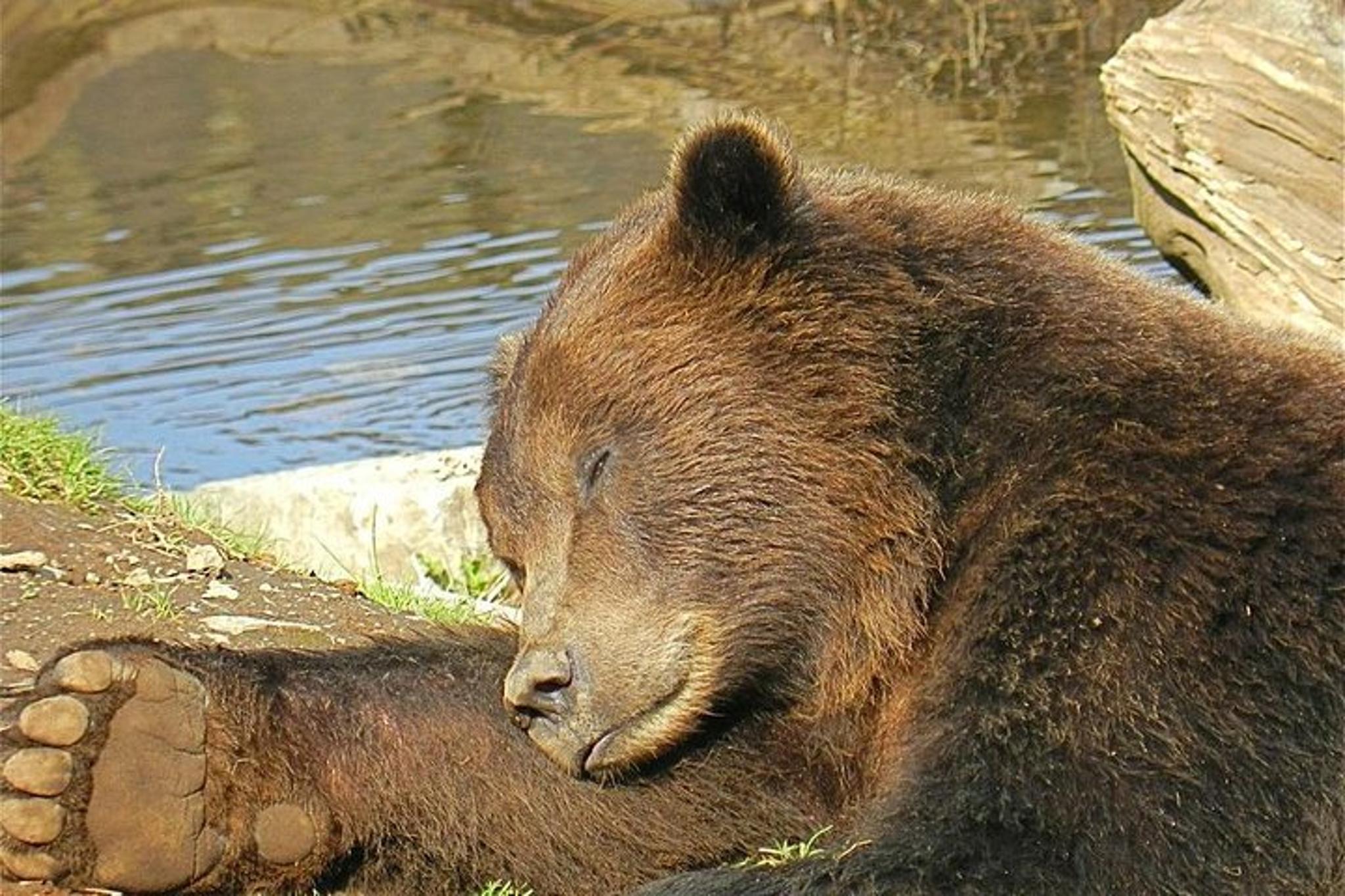 Sitka Sightseeing Tour with Fortress of the Bear