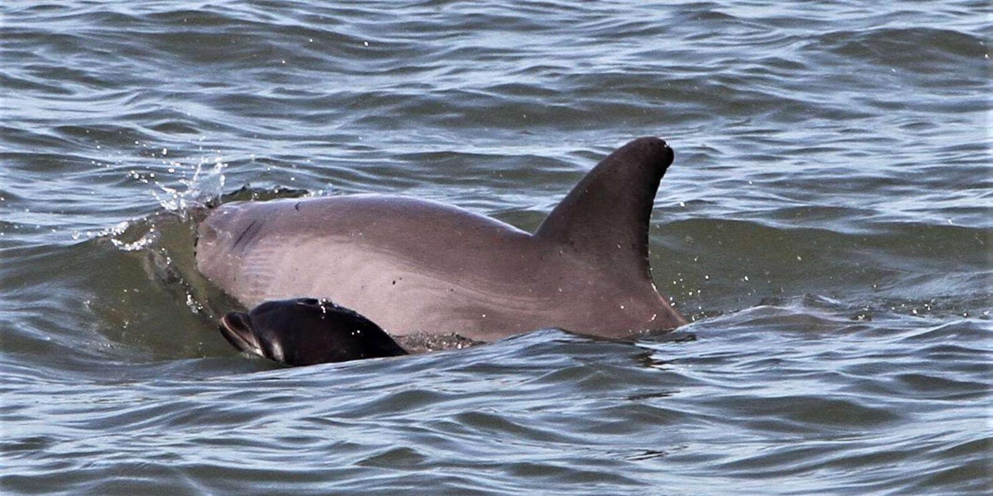 Hilton Head Dolphin Watching Cruise with Donuts