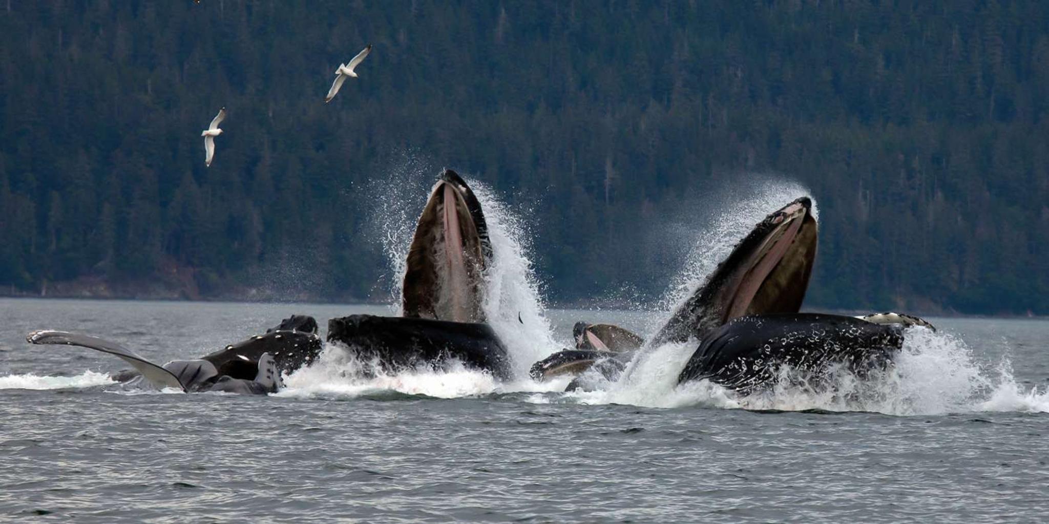 Juneau Whale Watching Cruise - Image 3