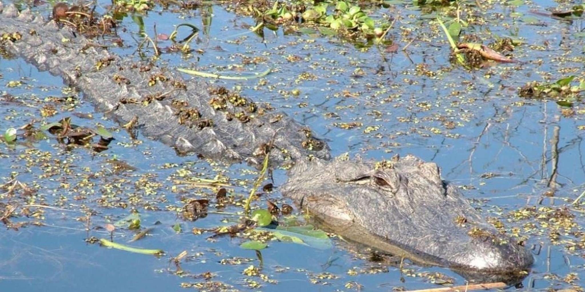 New Orleans Honey Island Swamp Tour - Image 4