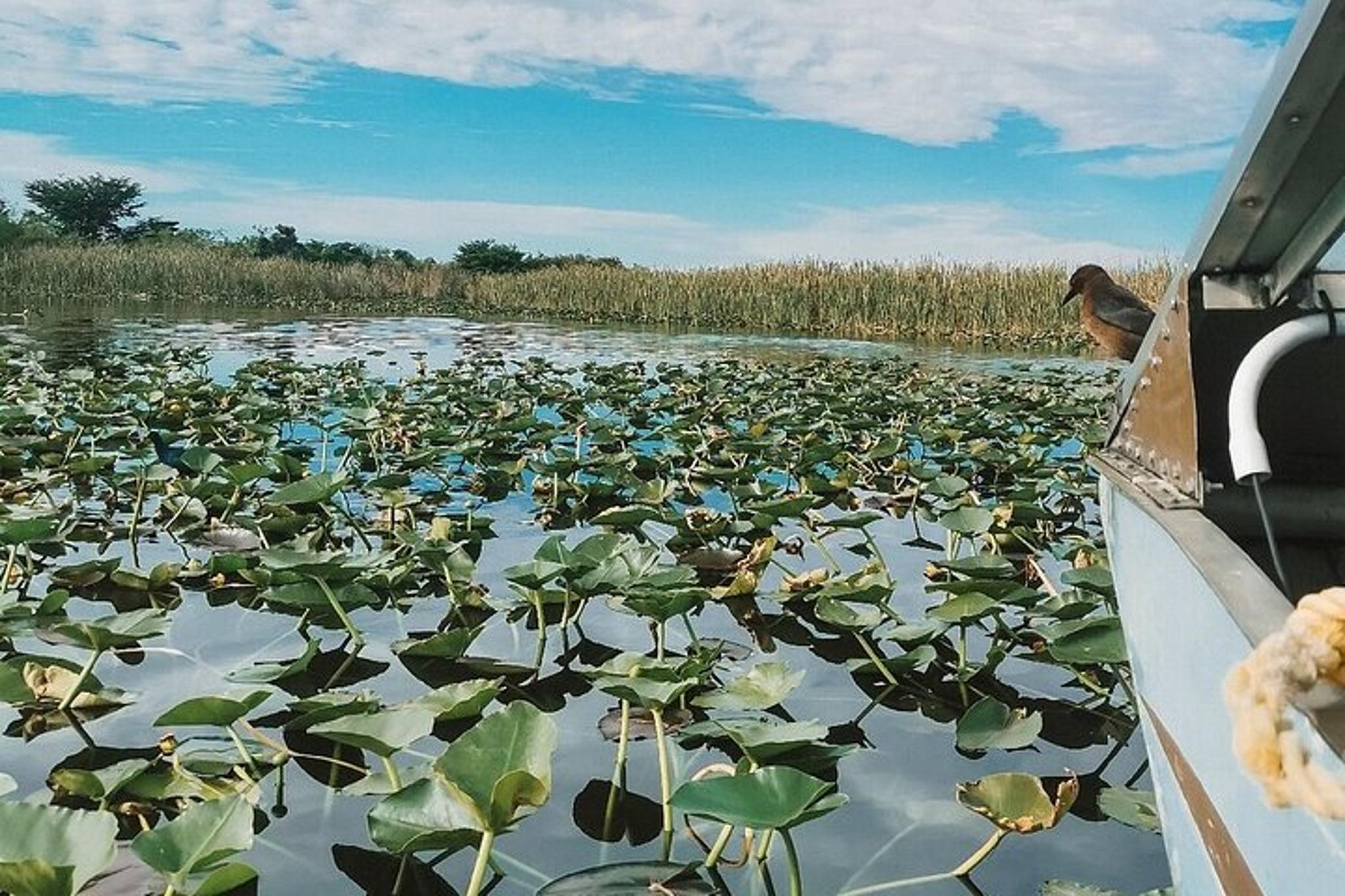 Miami Everglades Tour with German Guide 4 hr - Image 3