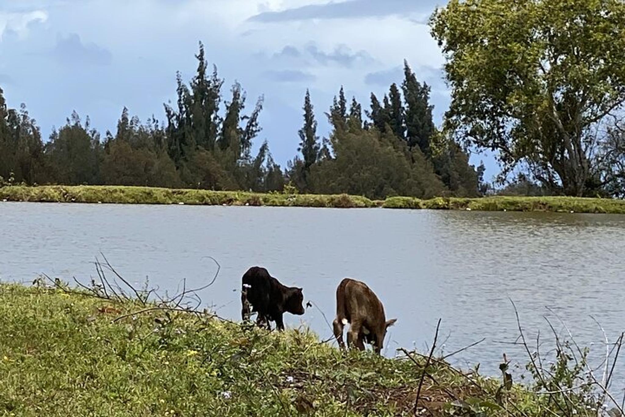 Waipi’o Horseback Tour: Mountain Ocean Views - Image 6