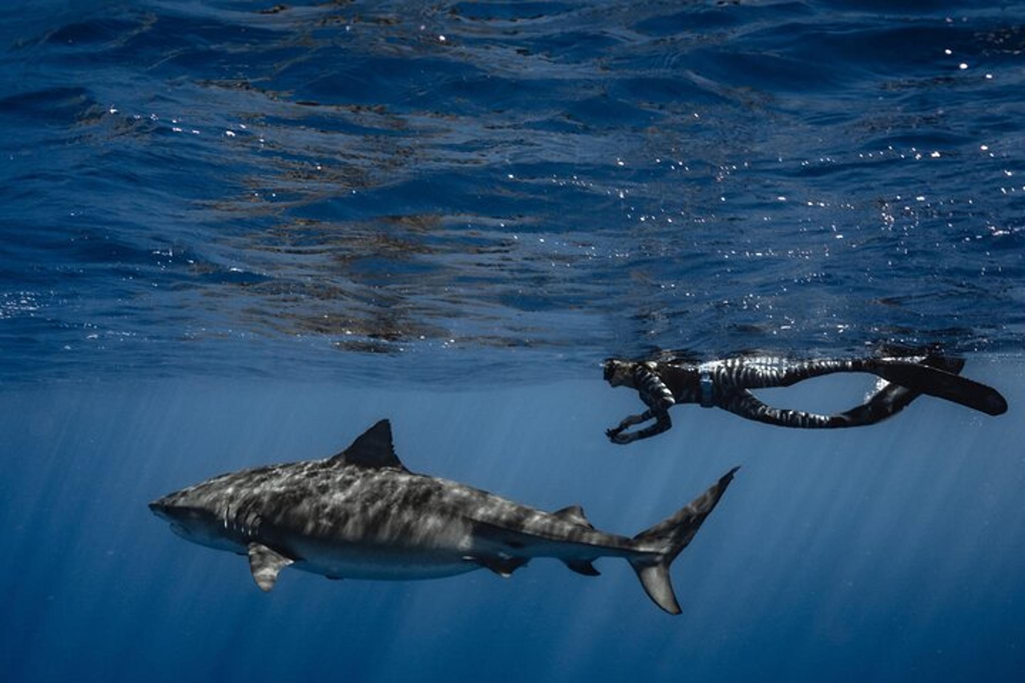 Haleiwa Ocean Adventure Dive - Image 6