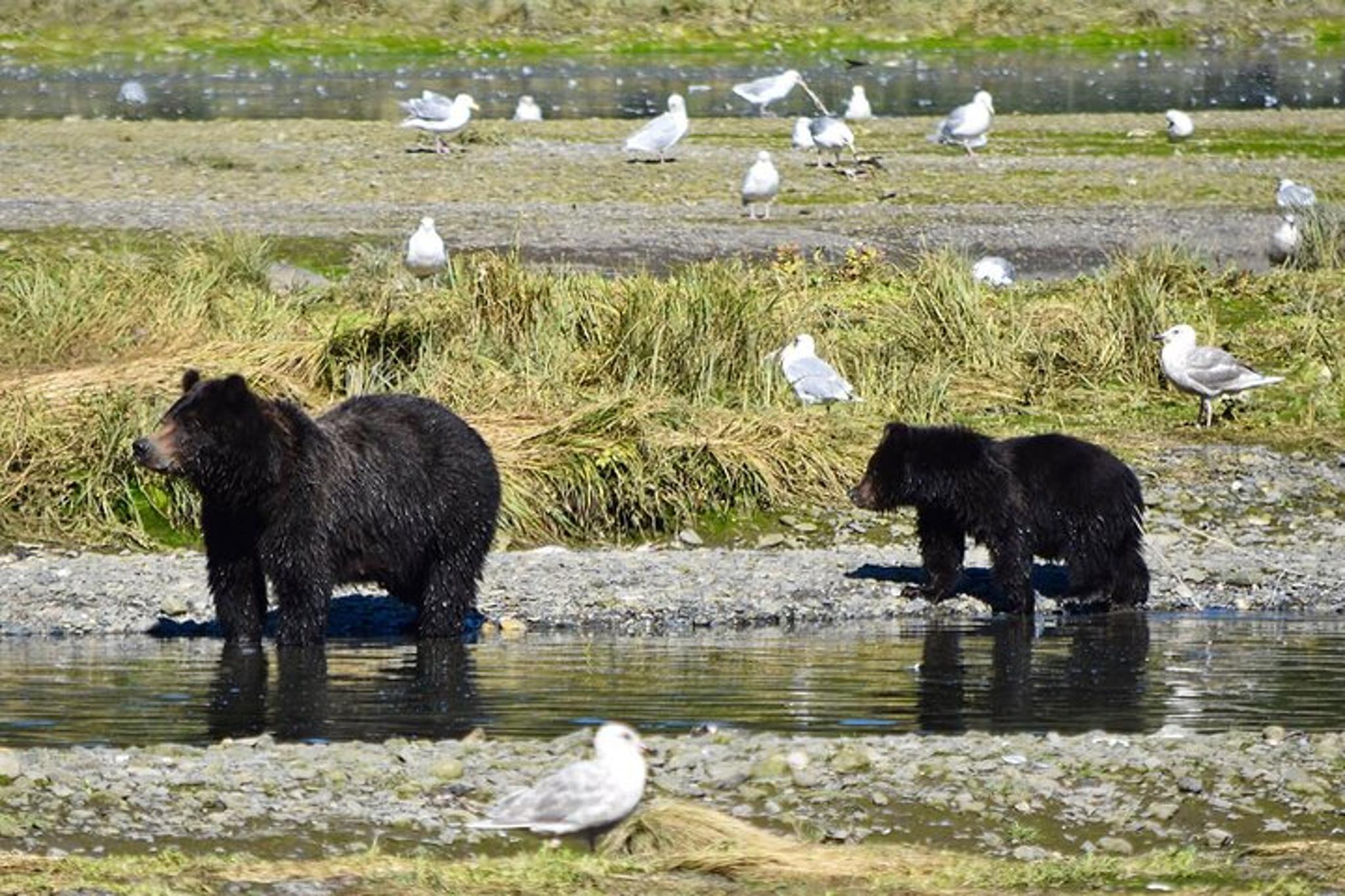 Juneau Brown Bear Viewing Adventure - Image 3