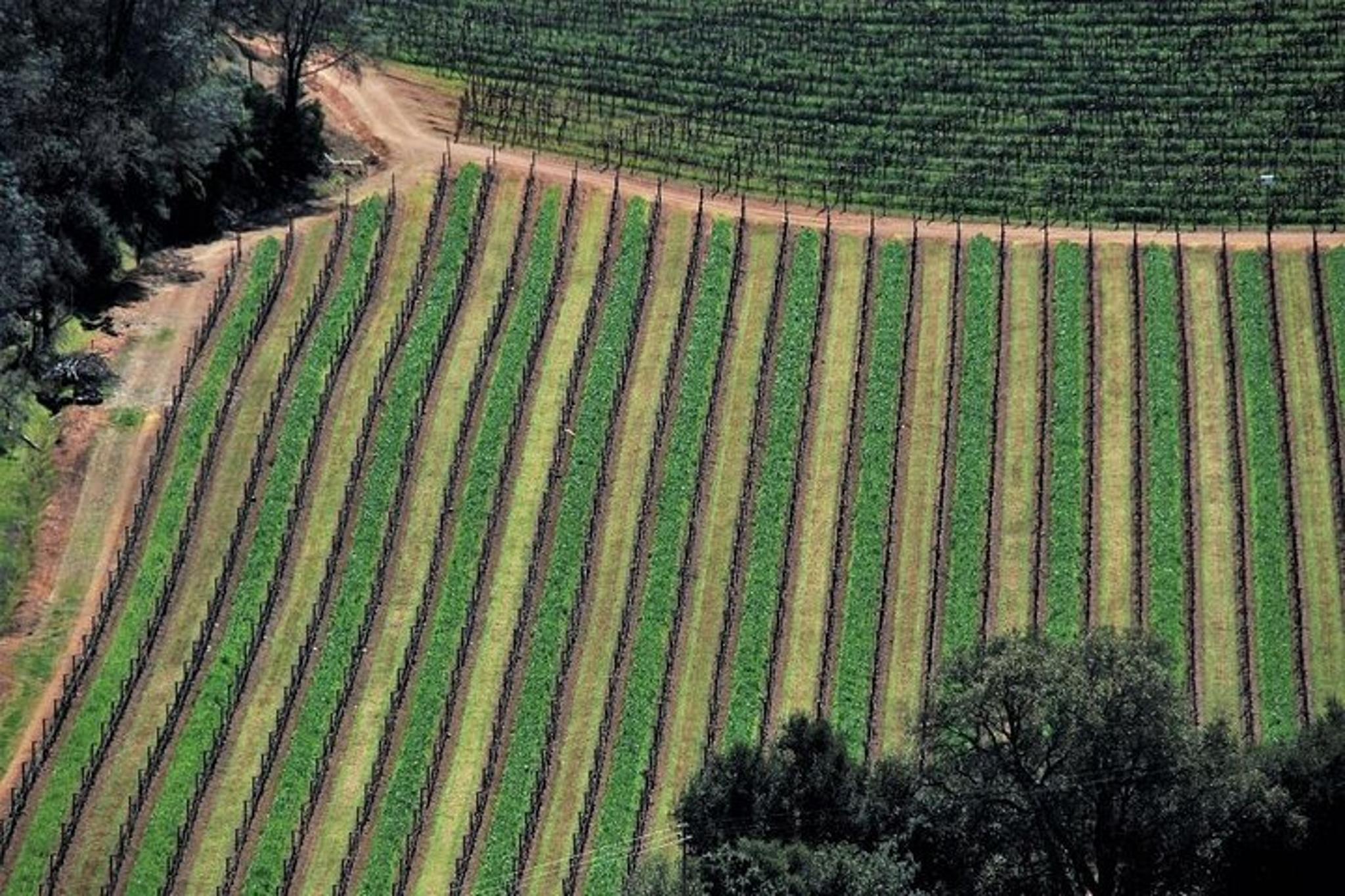 Napa Valley Airplane Flight Tour - Image 2