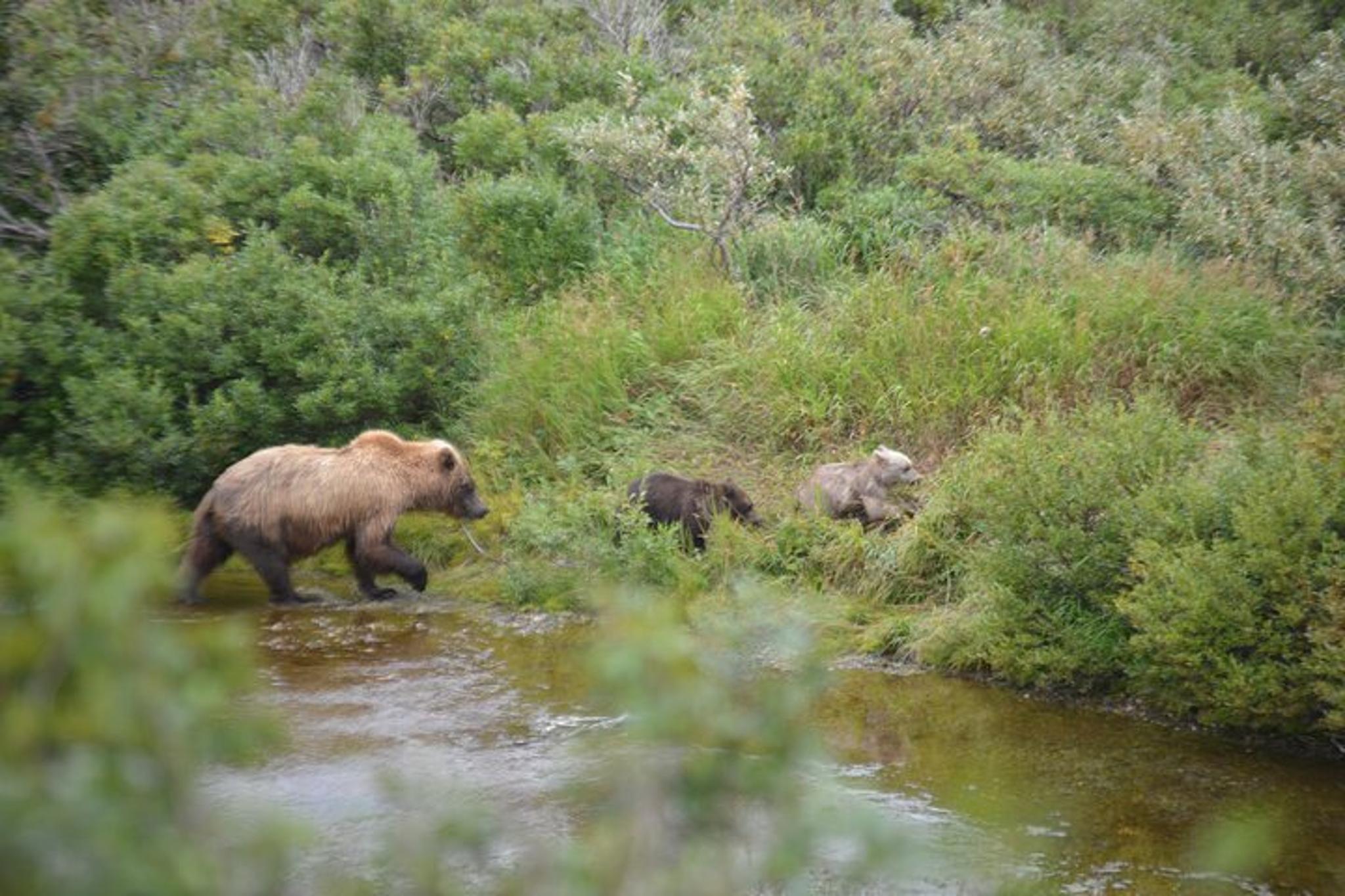 Katmai and Lake Clark Bear Viewing Adventure - Image 6