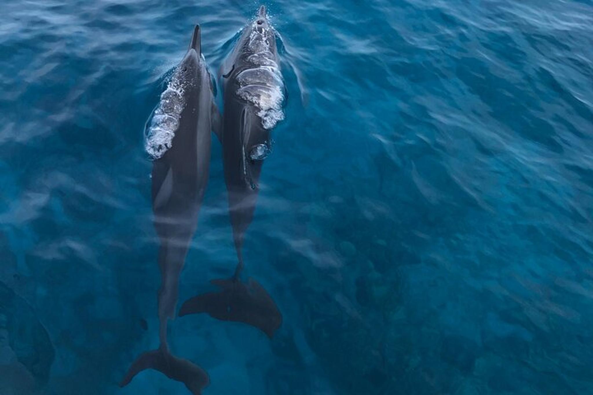 Kailua-Kona Whale Watching Tour - Image 5